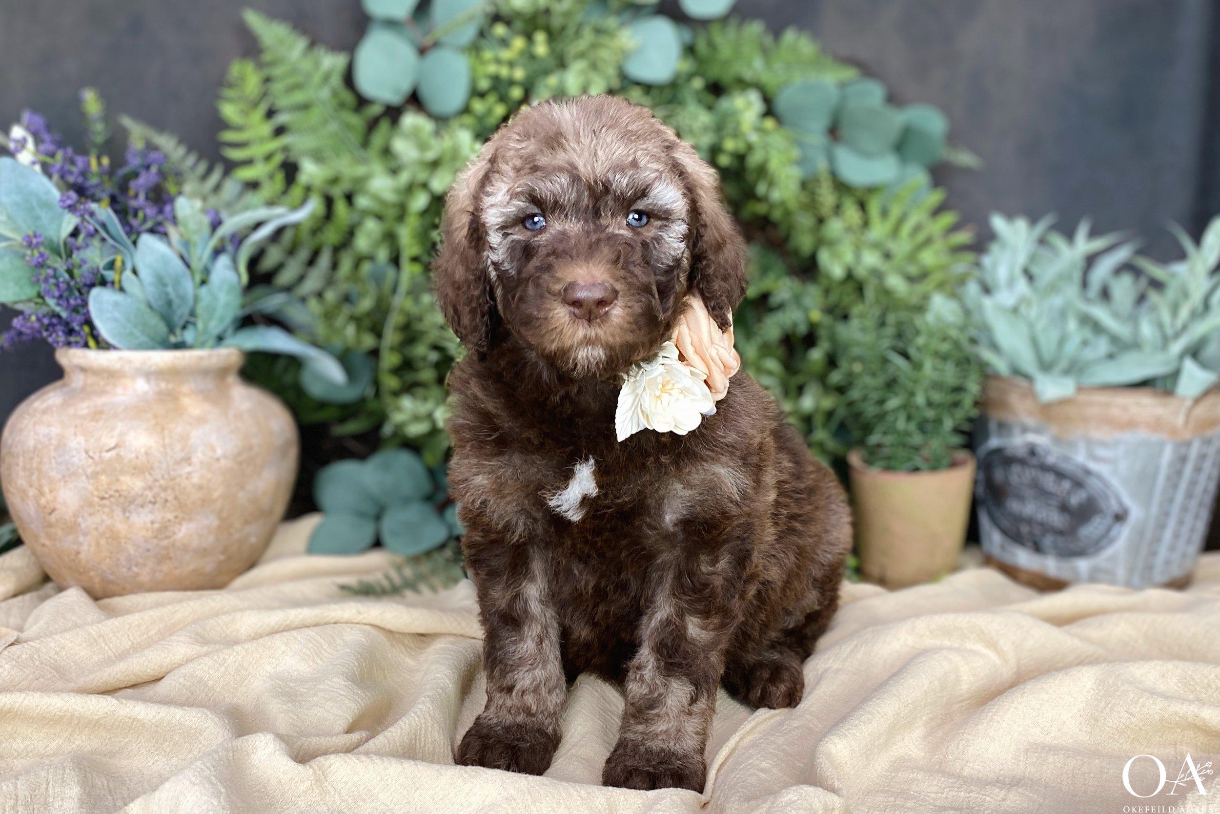 Sable-Holly-Dagwood-F1b-Standard-English-Teddybear-Goldendoodle-Puppies-24.jpg