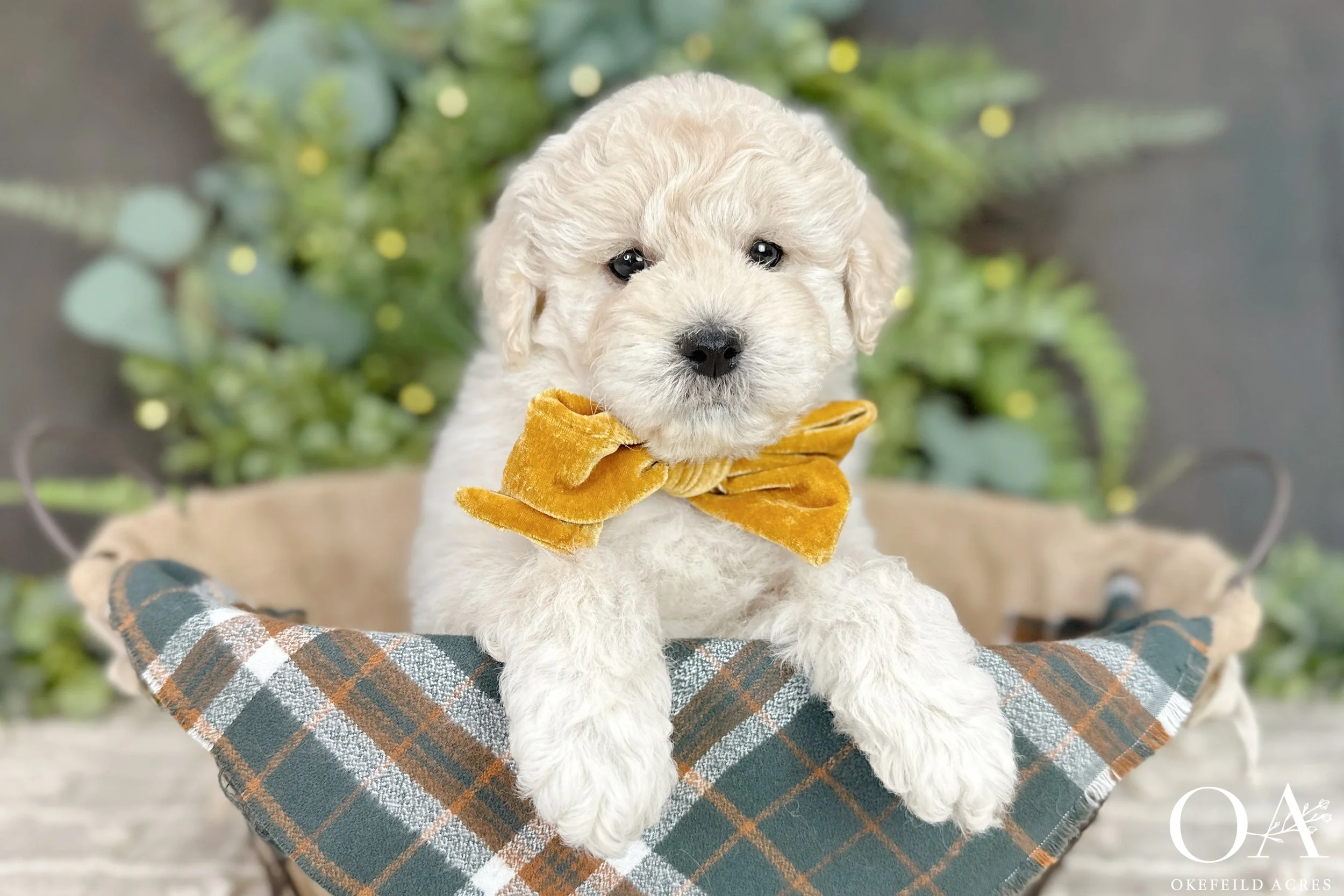 Cream F2b Mini English Teddy Bear Goldendoodle Puppies For Sale Okefeild Acres Missouri