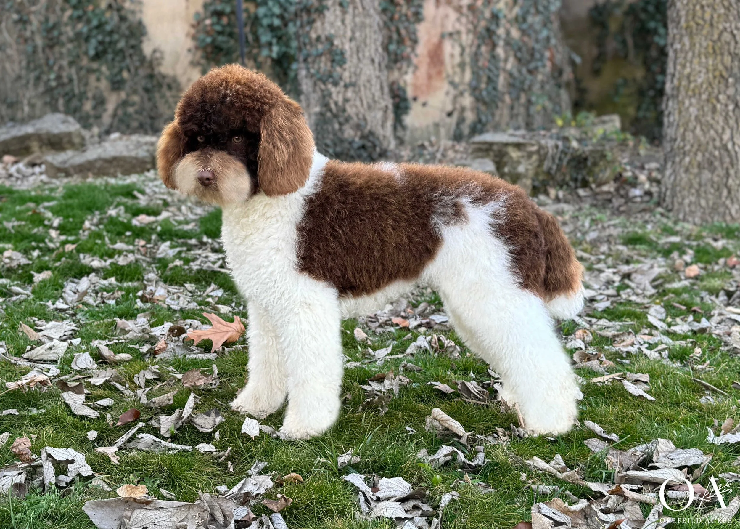 Murphey-Okefeild-Acres-Moyen-Poodle-Teddybear-Goldendoodle-Sire-2.jpg