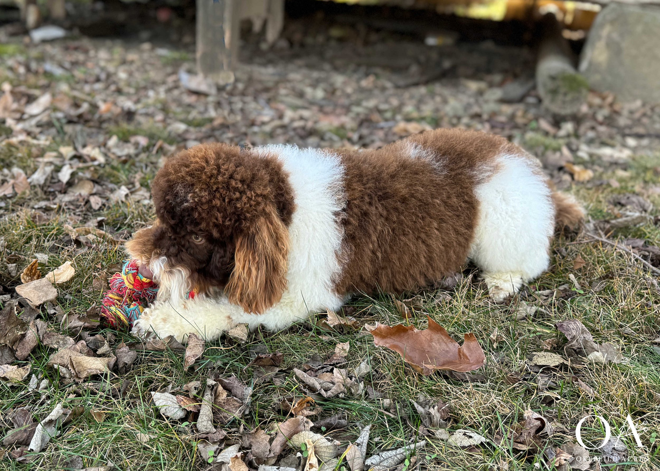 Murphey-Okefeild-Acres-Moyen-Poodle-Teddybear-Goldendoodle-Sire-3.jpg