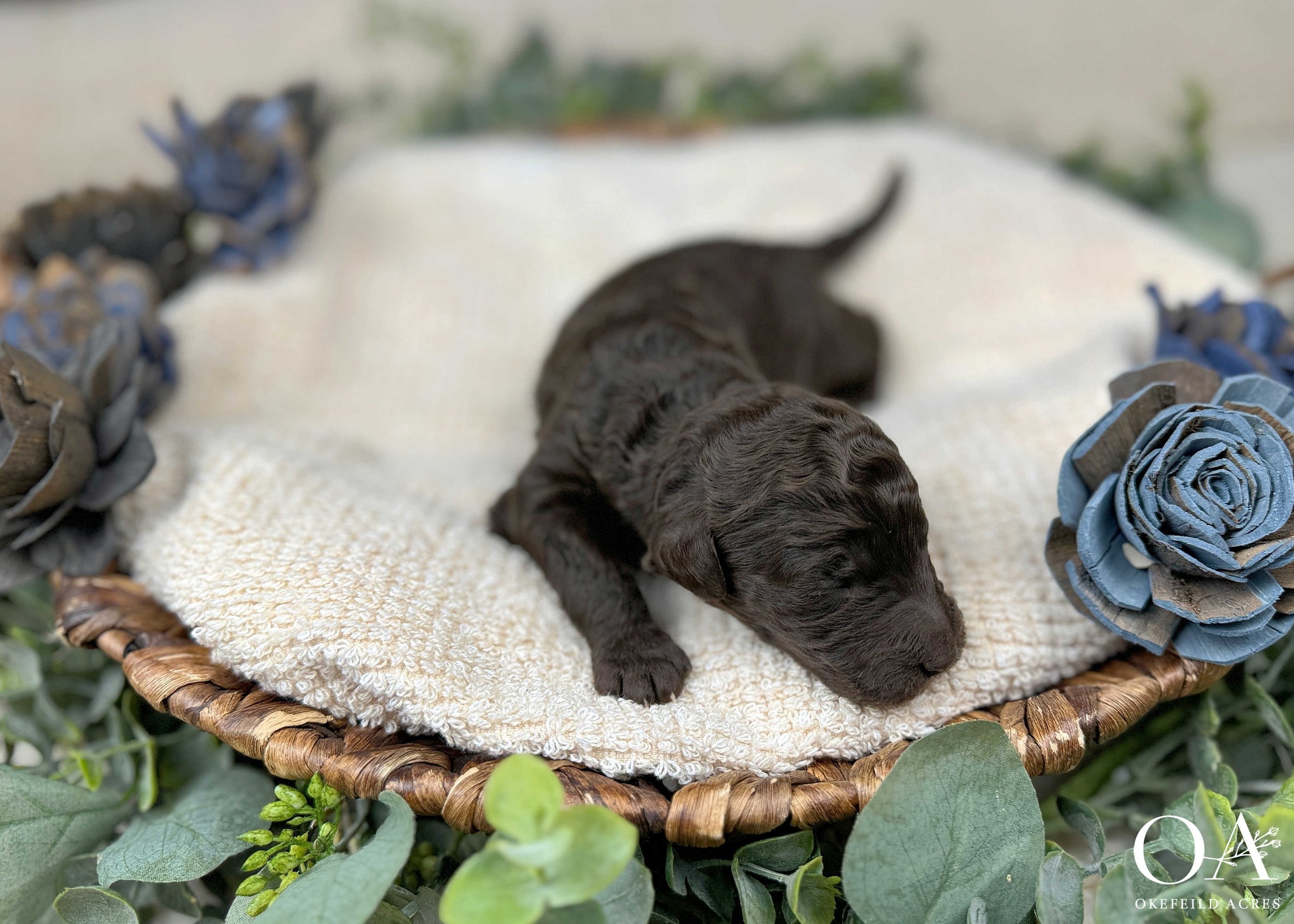 Gillian-Br-M-Okefeild-Acres-F3-Medium-English-Teddybear-Goldendoodle-Puppies-1Wk-2.jpg