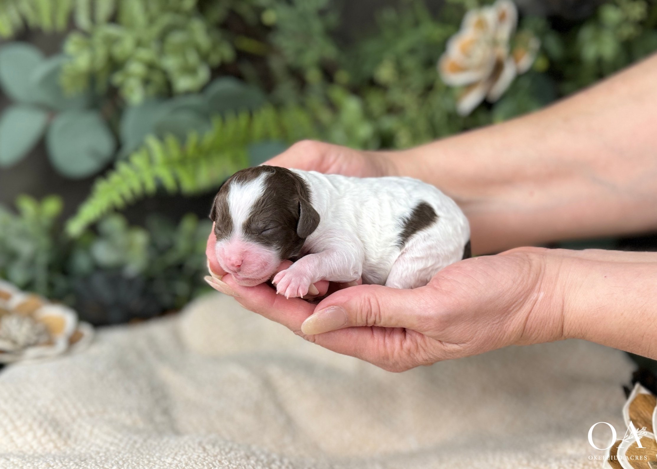 Rihanna-Murphey-Male-F1b-Mini-English-Teddybear-Goldendoodle-Puppies-Okefeild-Acres-9.jpg