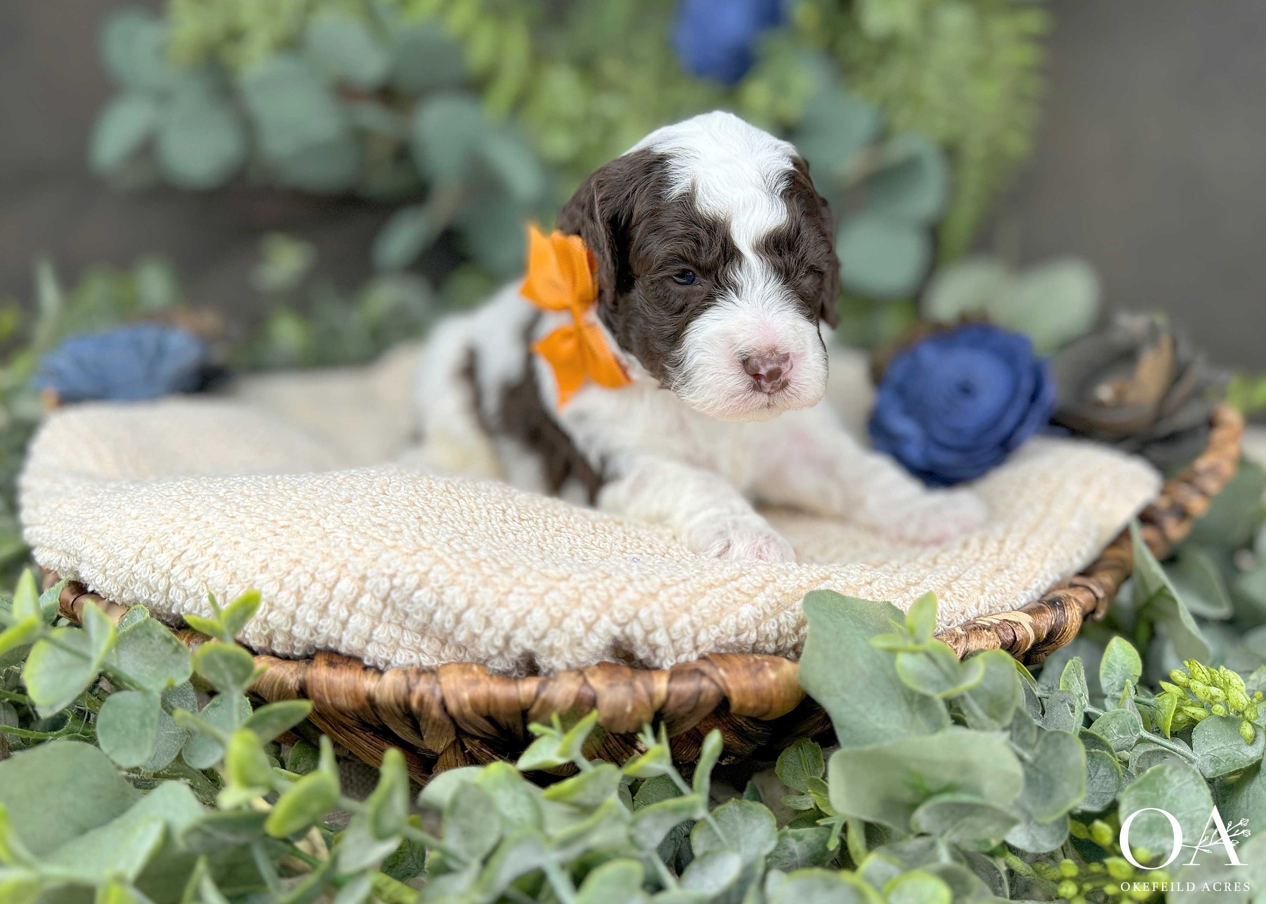 Rihanna-Murphey-Male-F1b-Mini-English-Teddybear-Goldendoodle-Okefeild-Acres-3wks-3.jpg