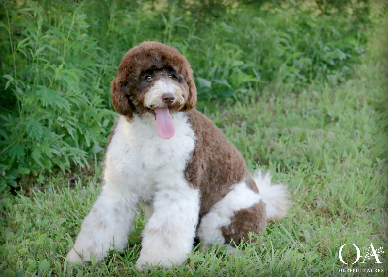 Ellsbeth-Okefeild-Acres-F1b-Mini-English-Teddybear-Goldendoodle-Dam.png