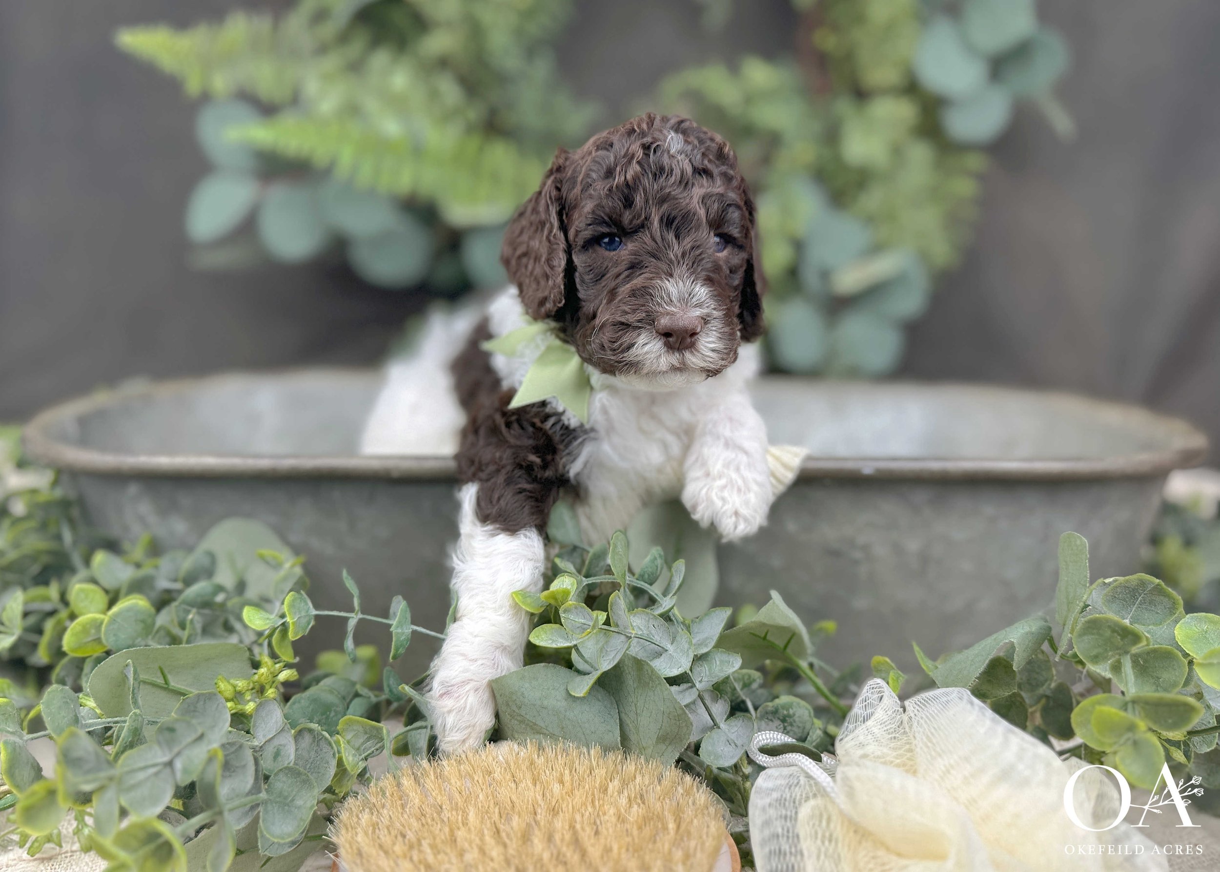 Rihanna-Murphey-Males-English-Teddybear-Goldendoodle-Puppies-Okefeild-Acres-2.jpg