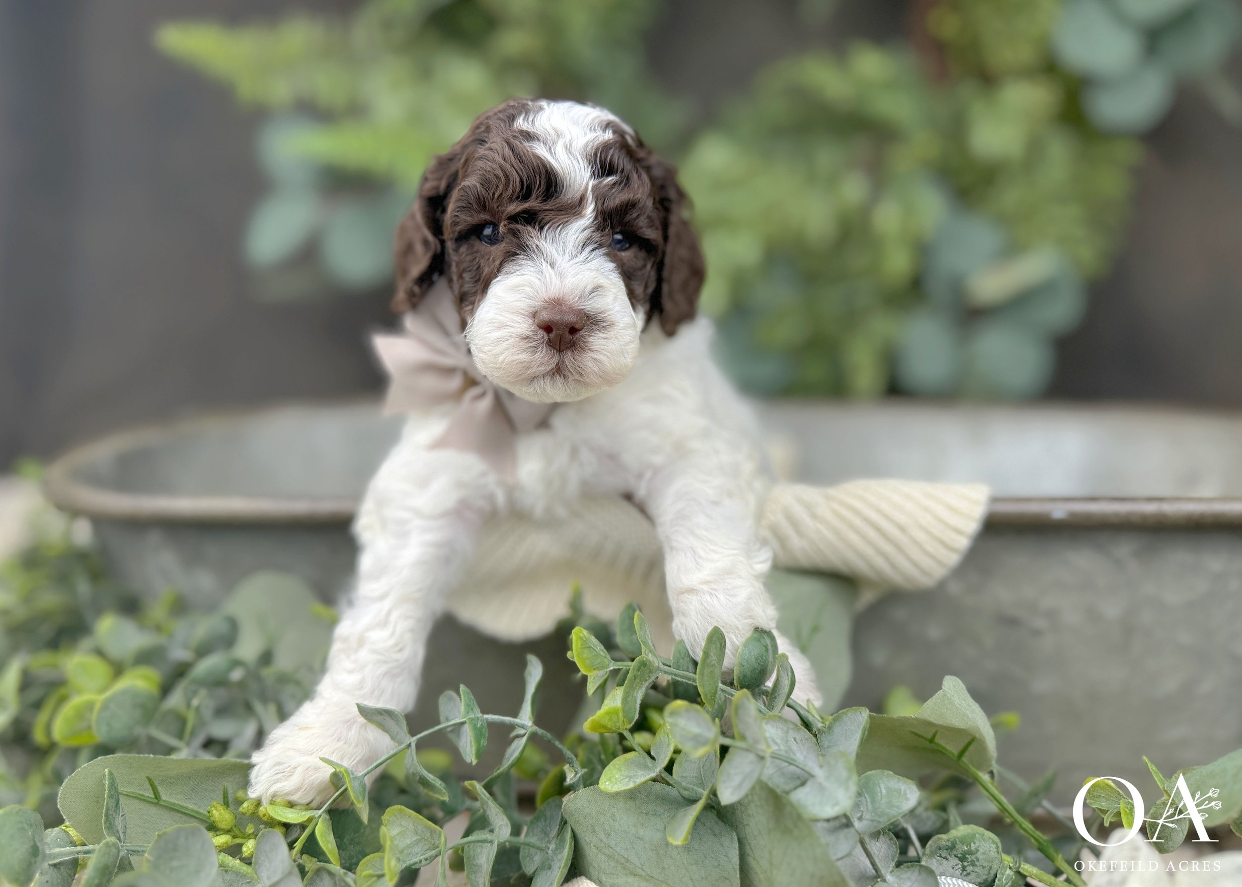 Rihanna-Murphey-Males-English-Teddybear-Goldendoodle-Puppies-Okefeild-Acres-3.jpg