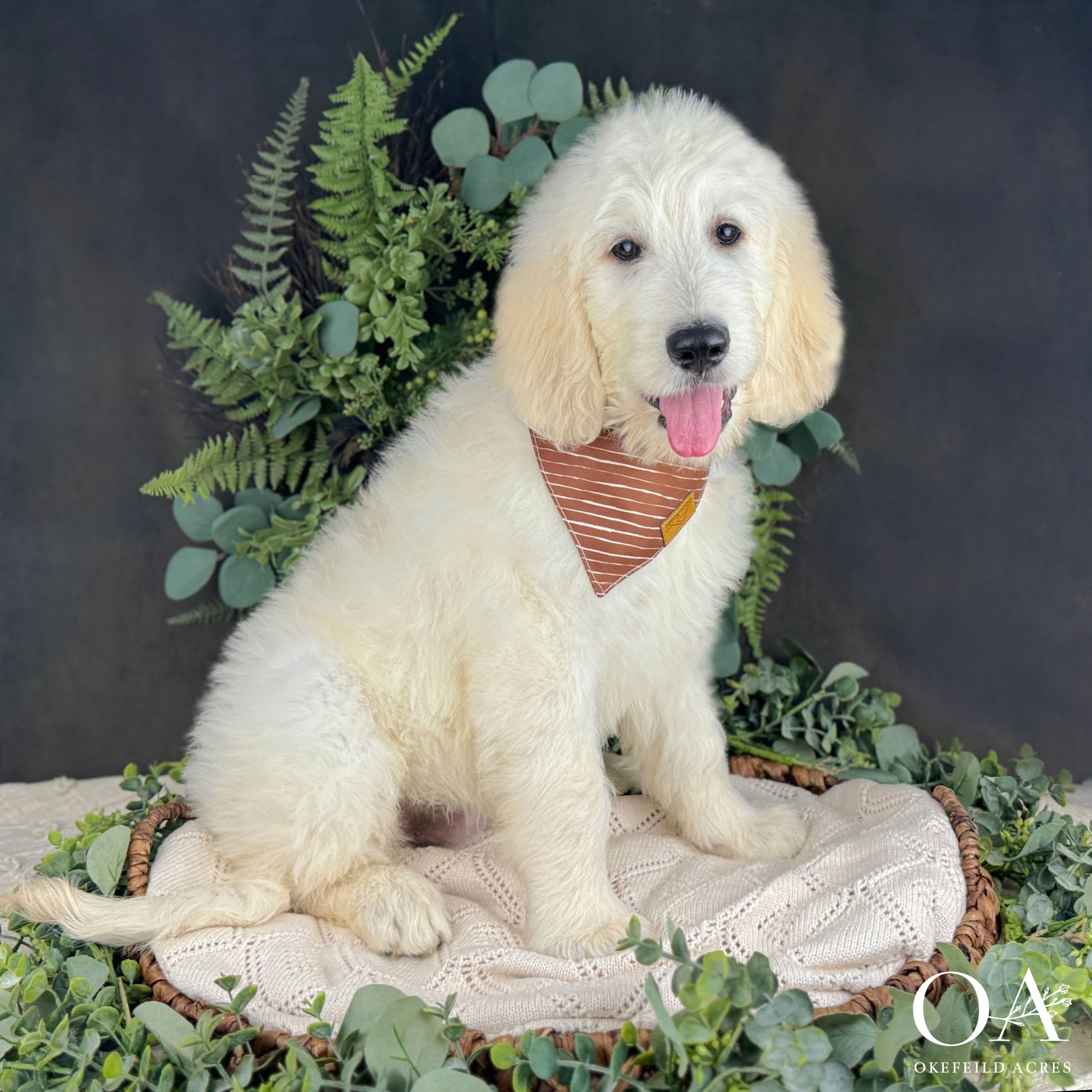 Tommy-Okefeild-Acres-F1-Standard-English-Teddybear-Goldendoodle-Puppies-2.jpg