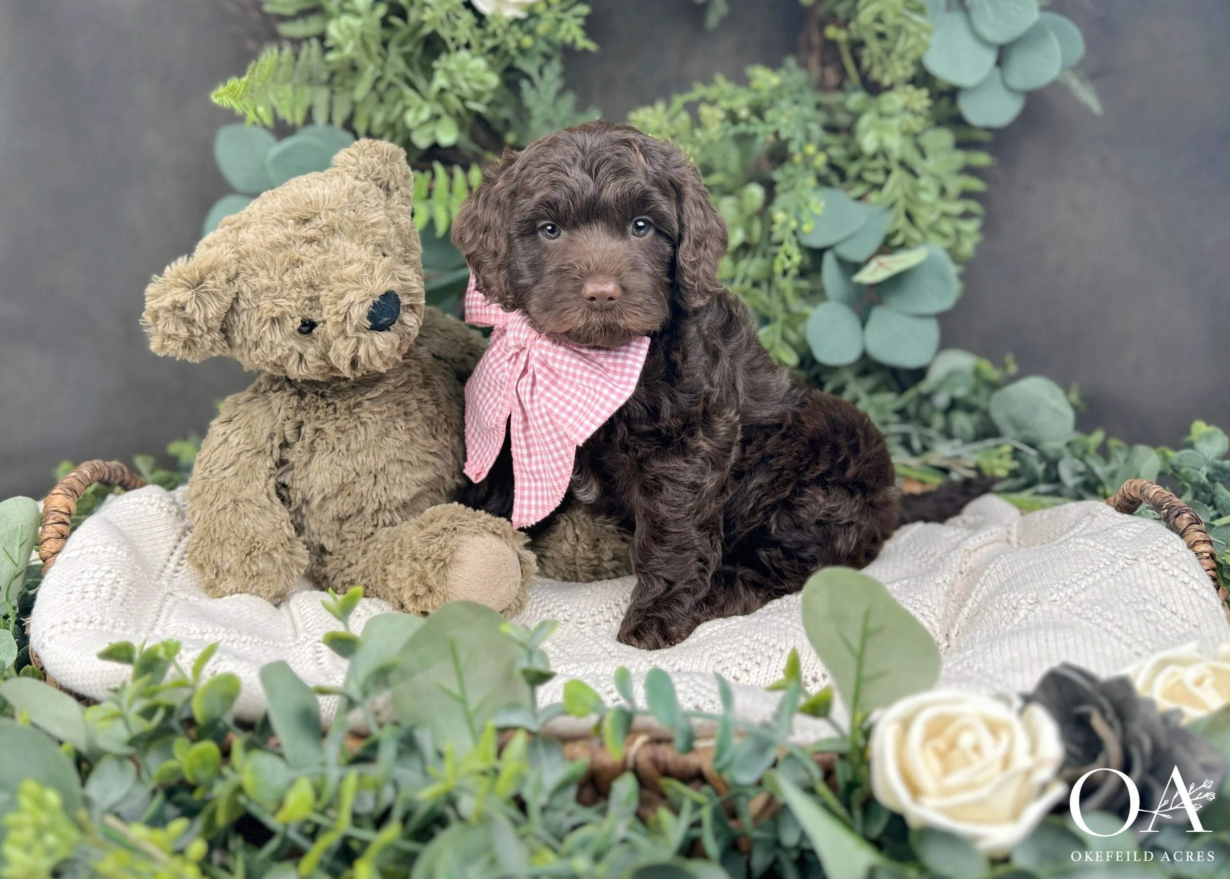 Maddie-Molly-Murphey-Brown-F1b-Medium-English-Teddybear-Goldendoodle-Puppies-Okefeild-Acres-1.jpg