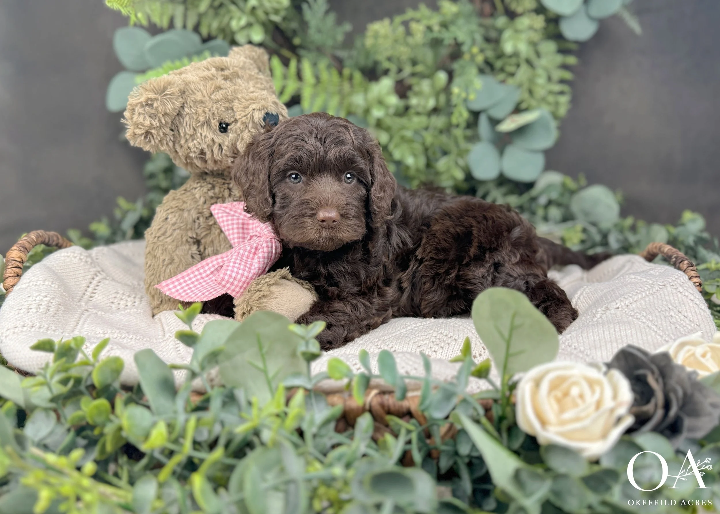 Maddie-Molly-Murphey-Brown-F1b-Medium-English-Teddybear-Goldendoodle-Puppies-Okefeild-Acres-2.jpg