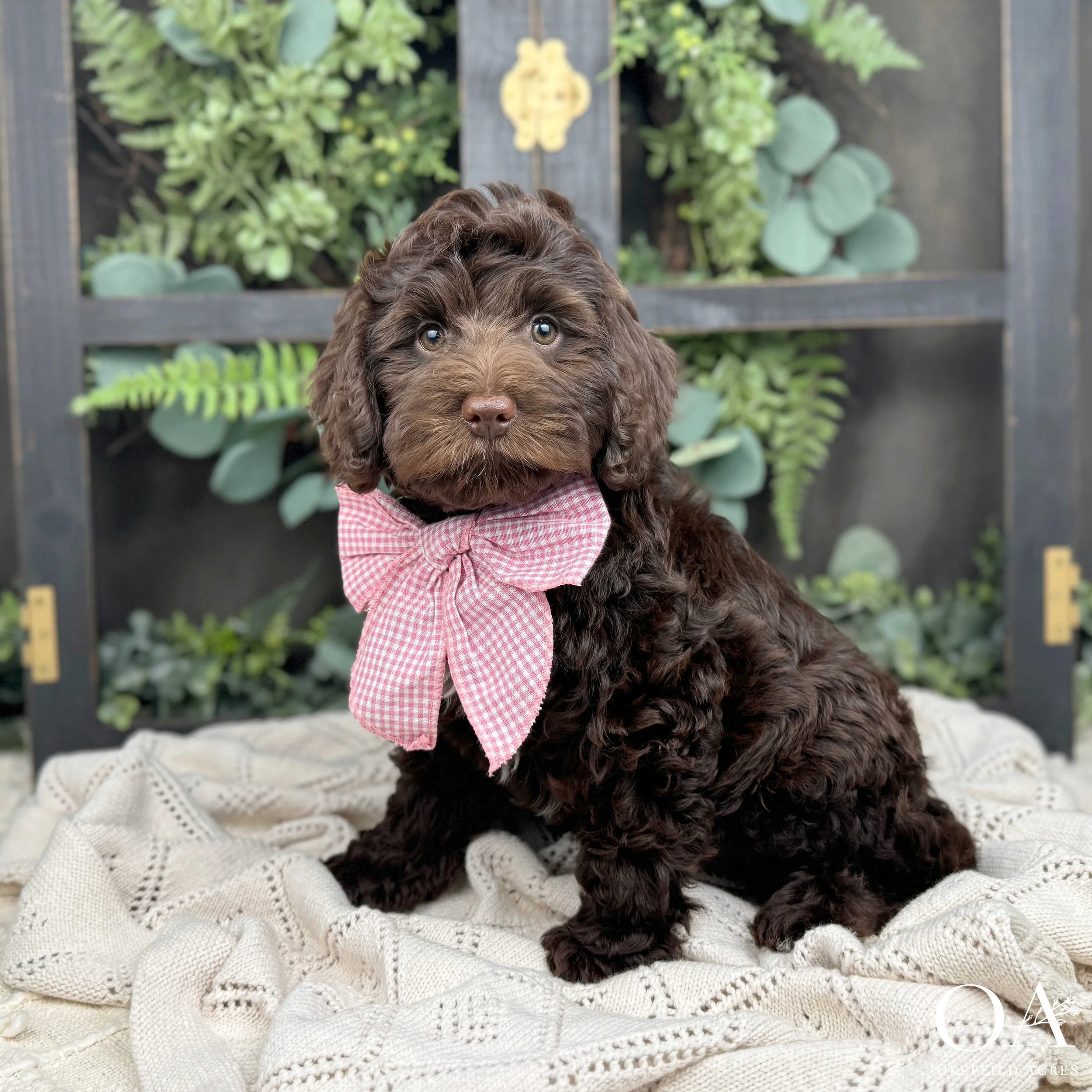 Maddie-Molly-F1b-Medium-English-Teddybear-Goldendoodle-Puppies-For-Sale-Okefeild-Acres-1.jpg