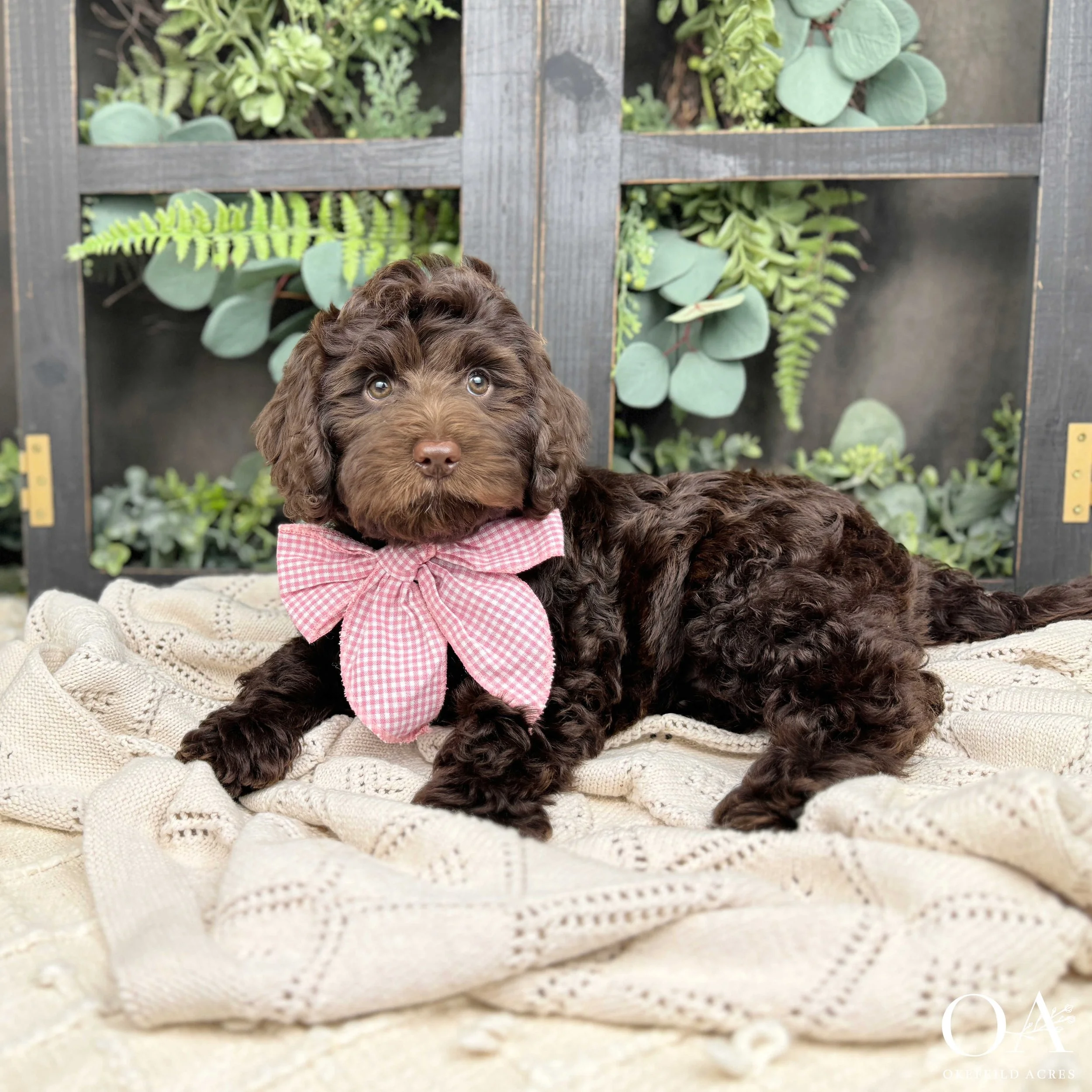 Maddie-Molly-F1b-Medium-English-Teddybear-Goldendoodle-Puppies-For-Sale-Okefeild-Acres-2.jpg