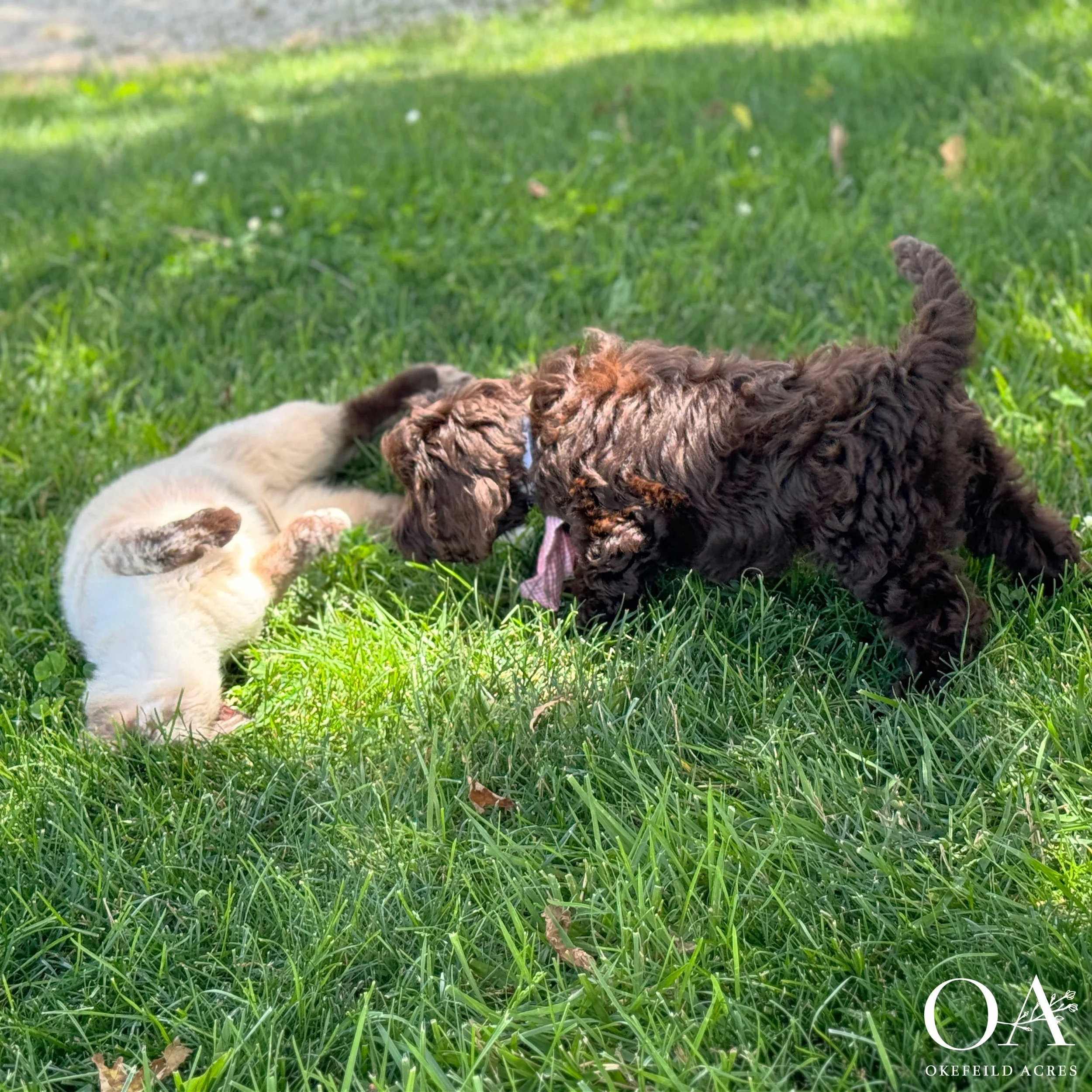 Maddie-Molly-F1b-Medium-English-Teddybear-Goldendoodle-Puppies-For-Sale-Okefeild-Acres-4.jpg
