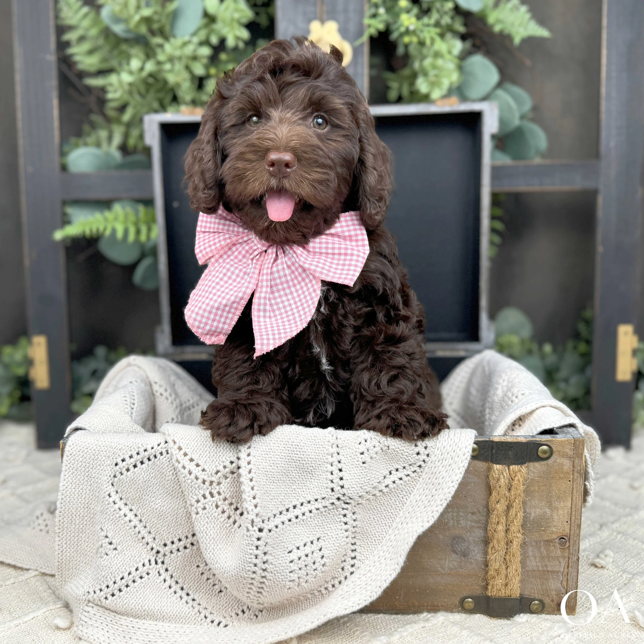 Maddie-Molly-F1b-Medium-English-Teddybear-Goldendoodle-Puppies-For-Sale-Okefeild-Acres-3.jpg