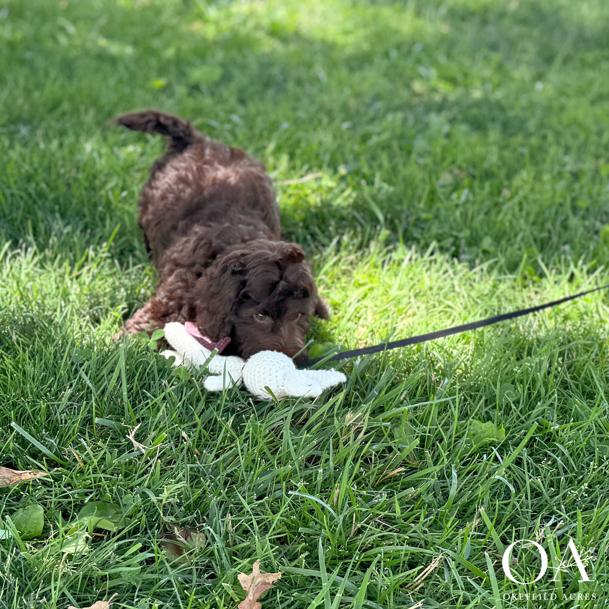 Maddie-Molly-F1b-Medium-English-Teddybear-Goldendoodle-Puppies-For-Sale-Okefeild-Acres-5.jpg