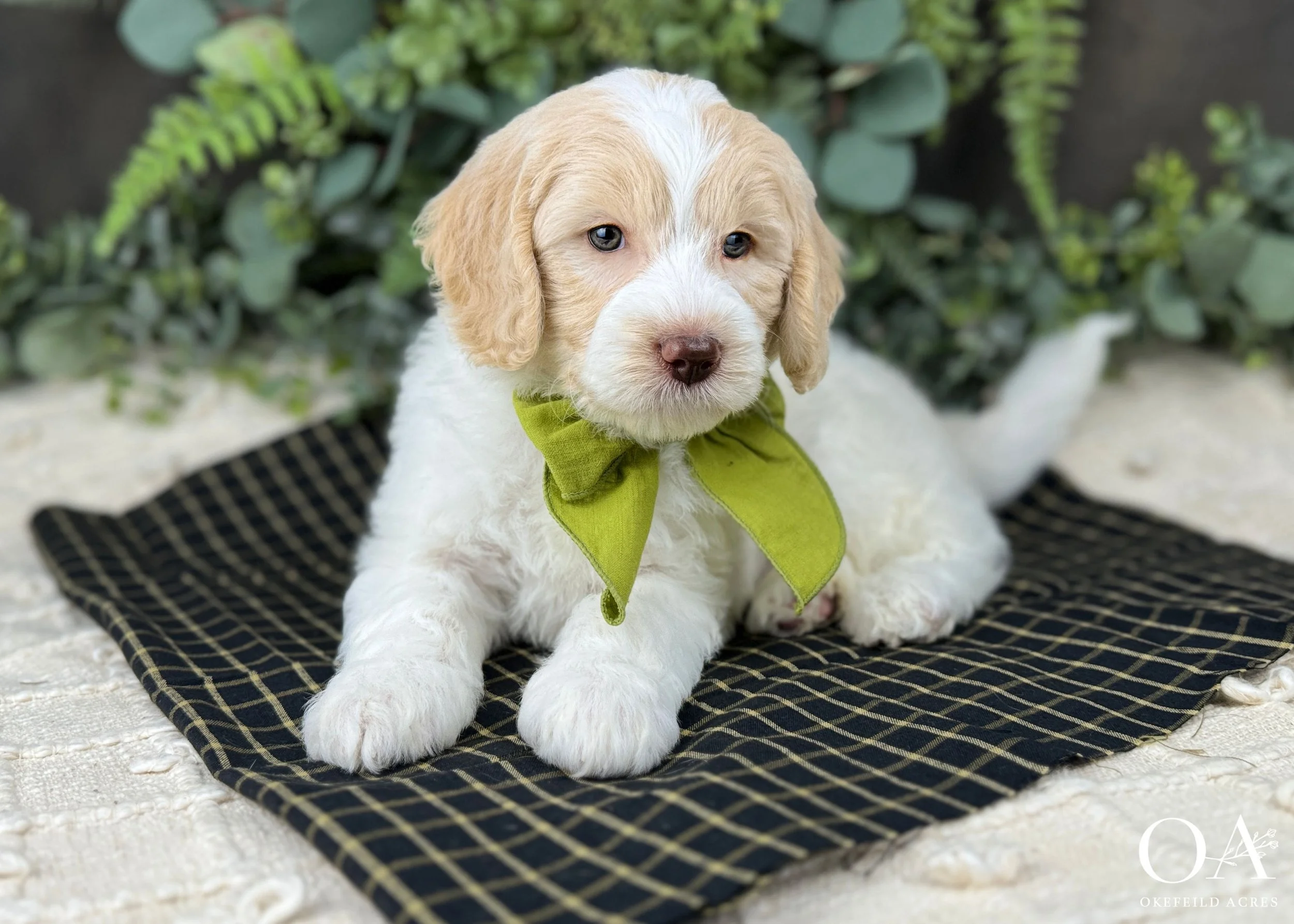 Gulliver-Apricot-White-Parti-F3-Medium-English-Teddybear-Goldendoodle-Okefeild-Acres-2.jpg