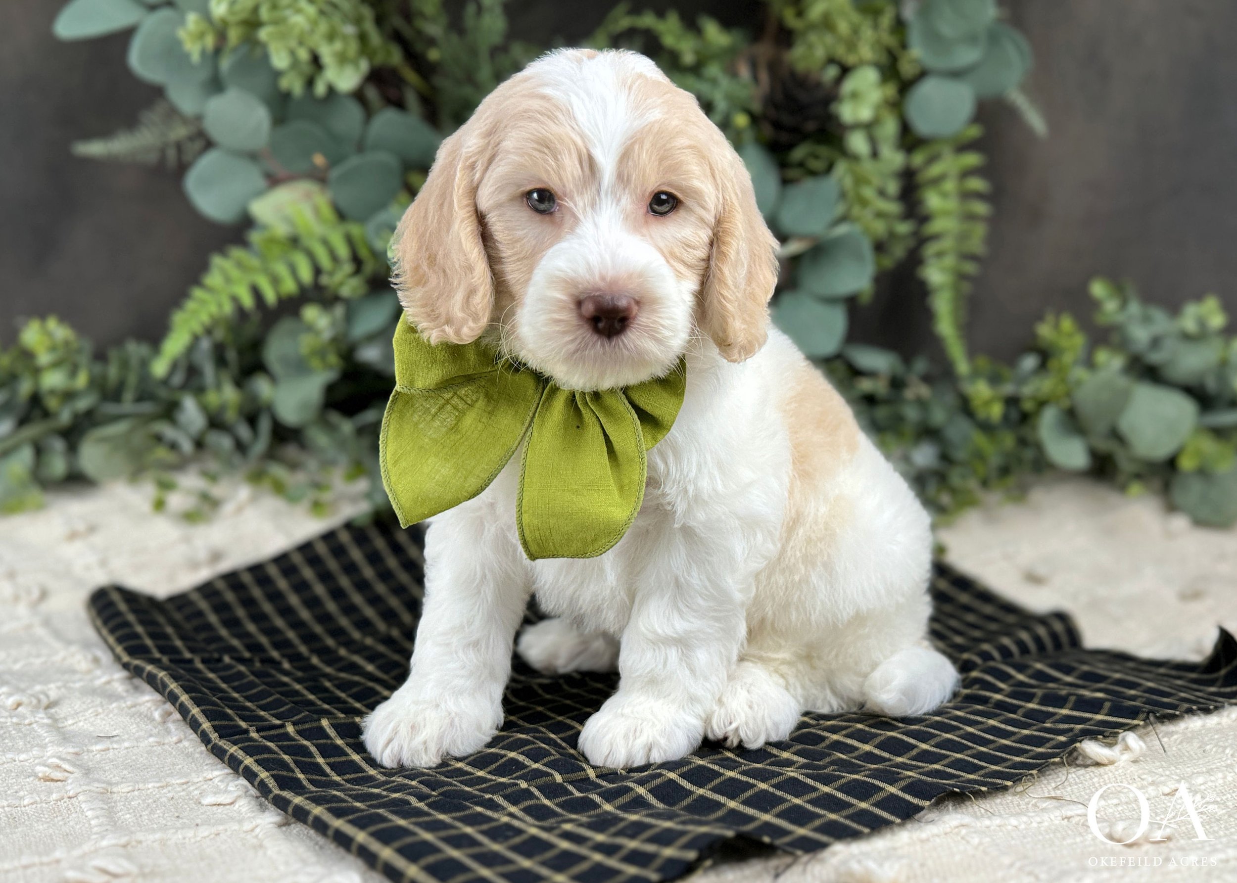 Gulliver-Apricot-White-Parti-F3-Medium-English-Teddybear-Goldendoodle-Okefeild-Acres-3.jpg