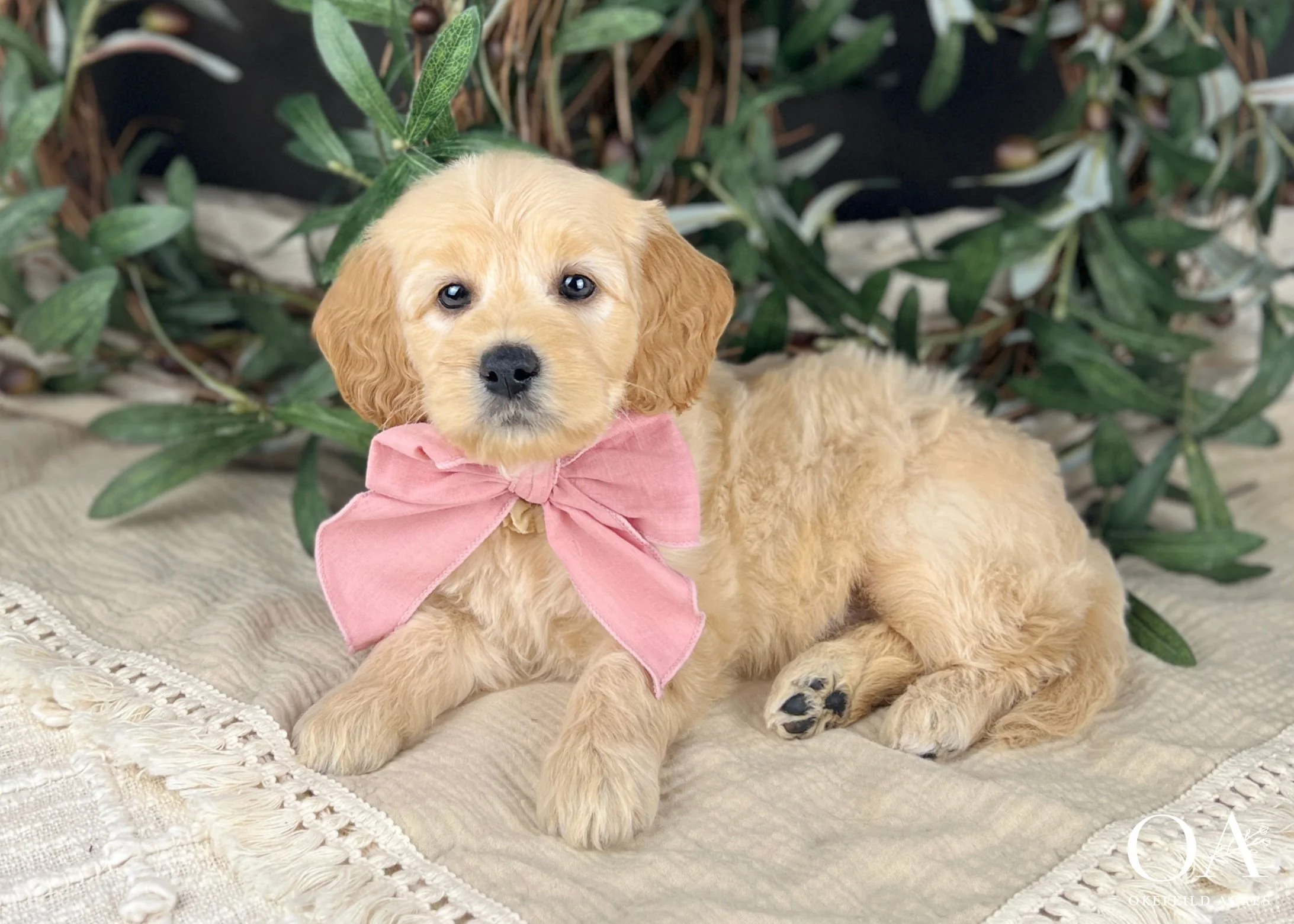 Lacey-Liliya-Bingley-Okefeild-Acres-F1b-Mini-English-Teddybear-Goldendoodle-Puppies-11 (1).jpg