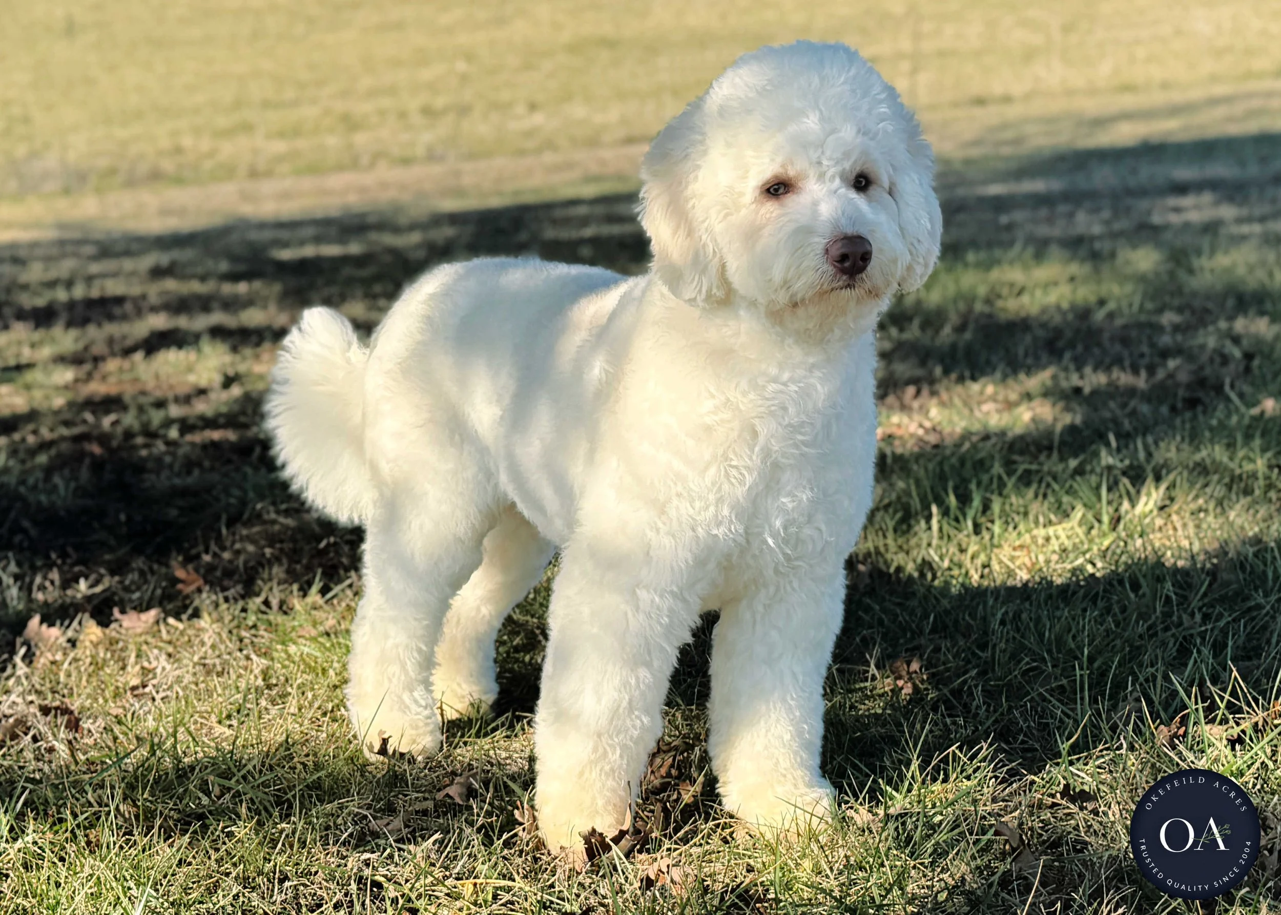 Gulliver-F3-Mini-English-Teddybear-Goldendoodle-Sire-Okefeild-Acres-Missouri-2.jpg