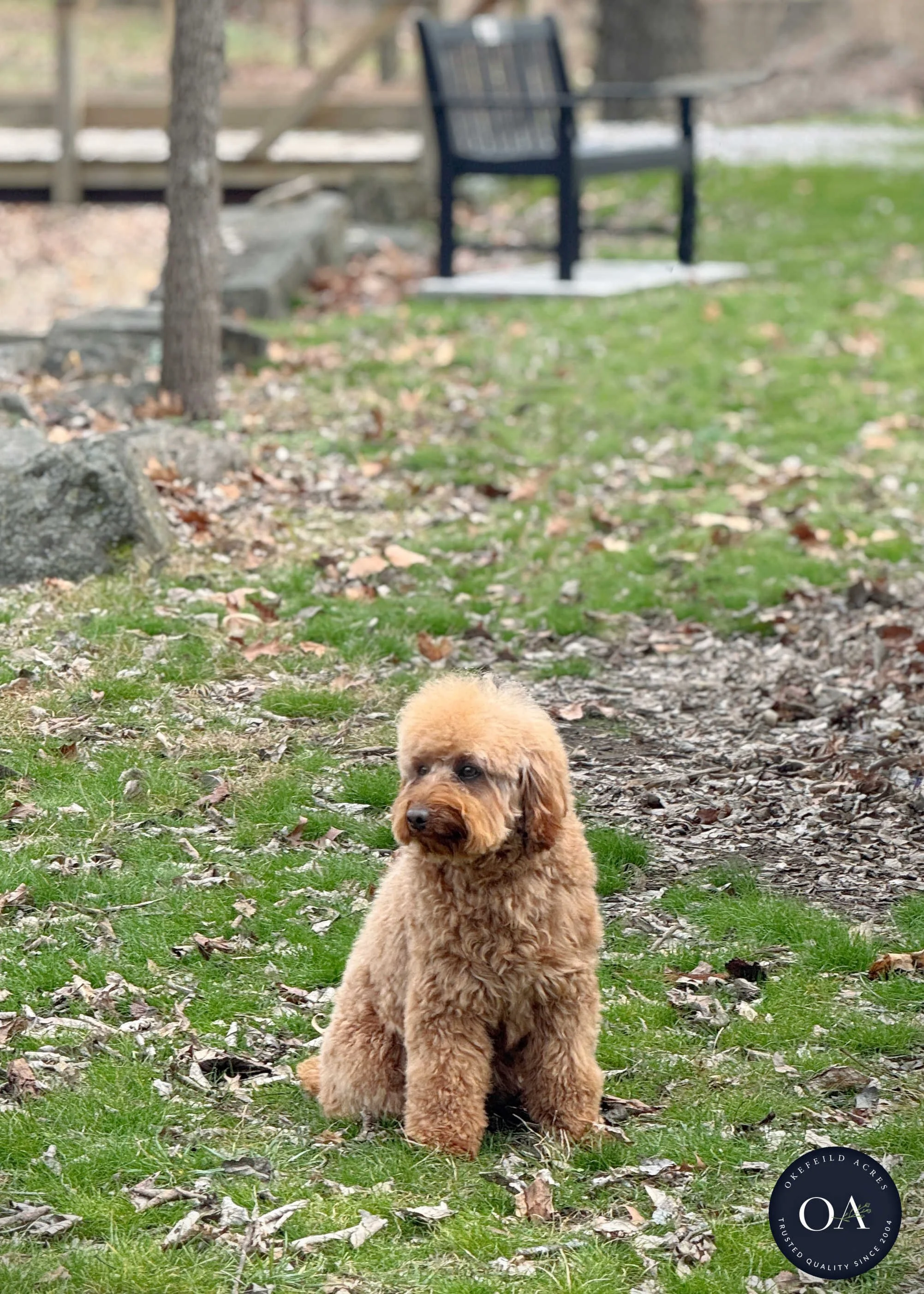 Georgie-Poodle-English-Teddybear-Goldendoodle-Sire-Okefeild-Acres-Missouri-2.jpg