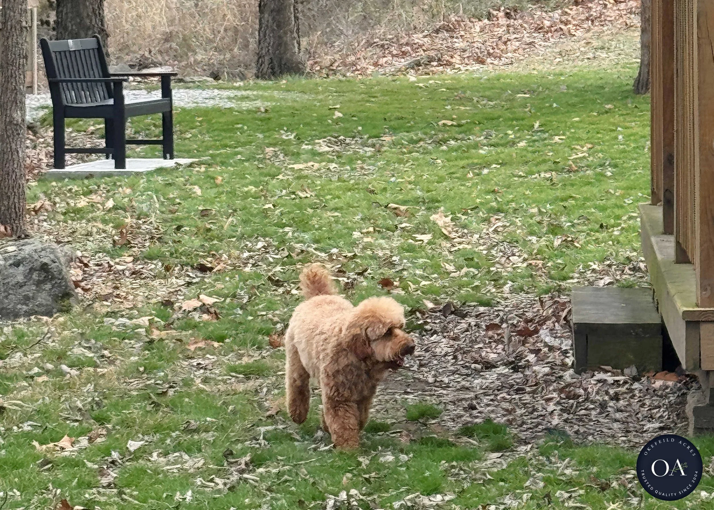 Georgie-Poodle-English-Teddybear-Goldendoodle-Sire-Okefeild-Acres-Missouri-1.jpg