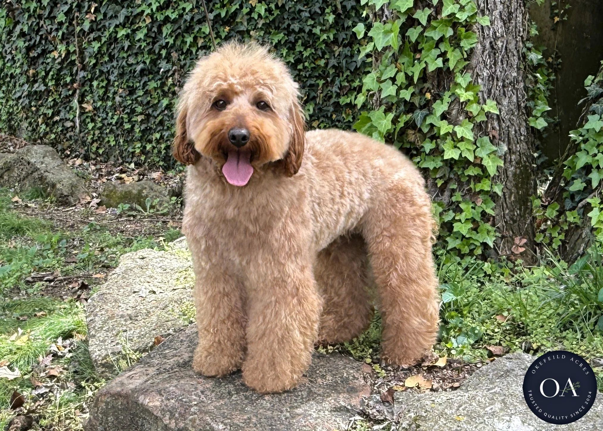 Georgie-Poodle-English-Teddybear-Goldendoodle-Sire-Okefeild-Acres-Missouri-7.jpg