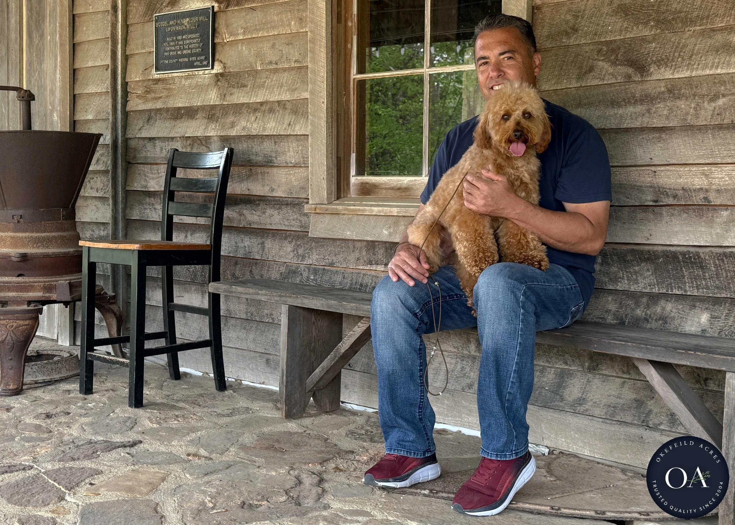 Georgie-Poodle-English-Teddybear-Goldendoodle-Sire-Okefeild-Acres-Missouri-8.jpg