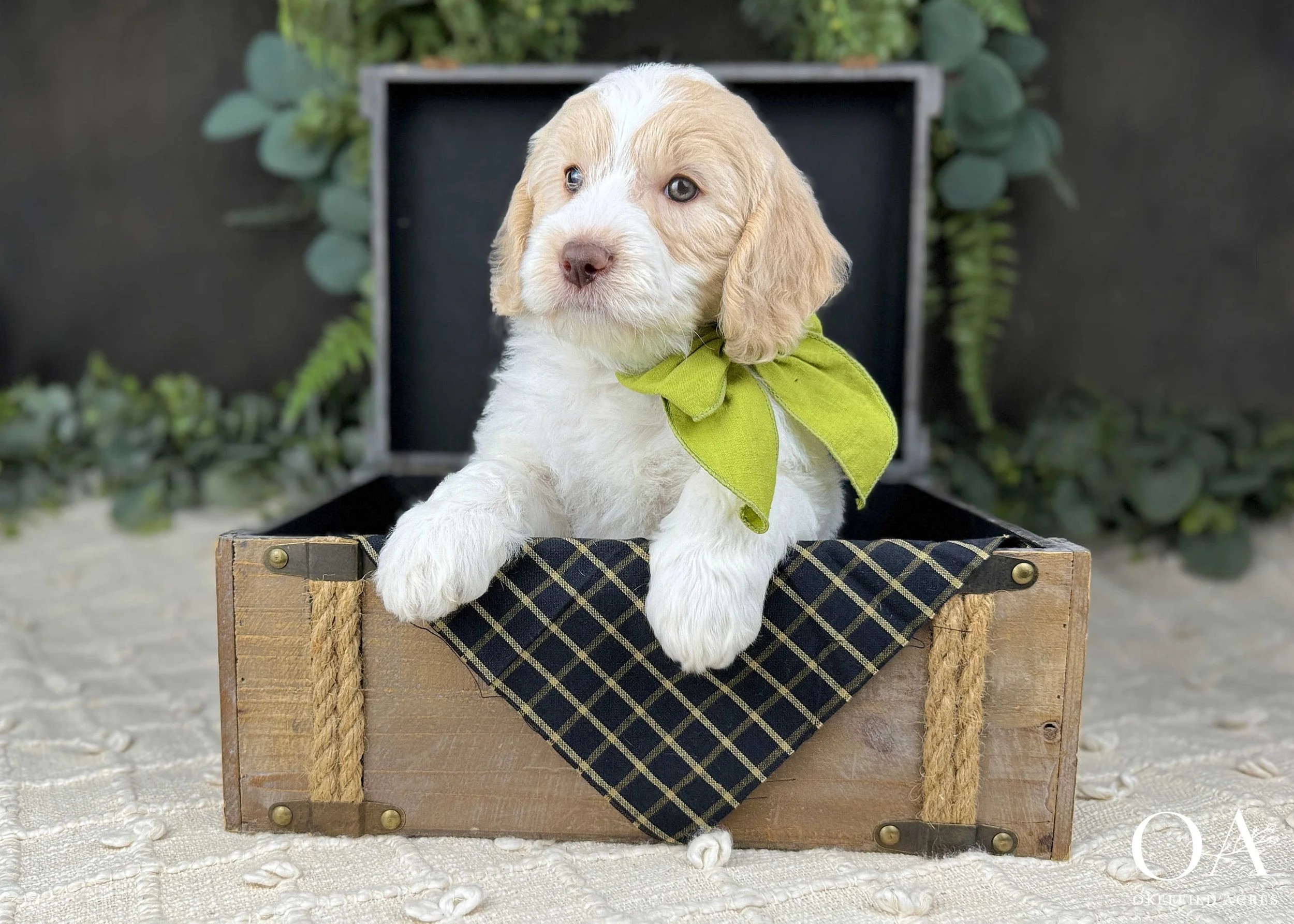 Parti-Apricot-White-Gulliver-Gillian-Parti-F3-Medium-English-Teddybear-Goldendoodle-Okefeild-Acres-1.jpg