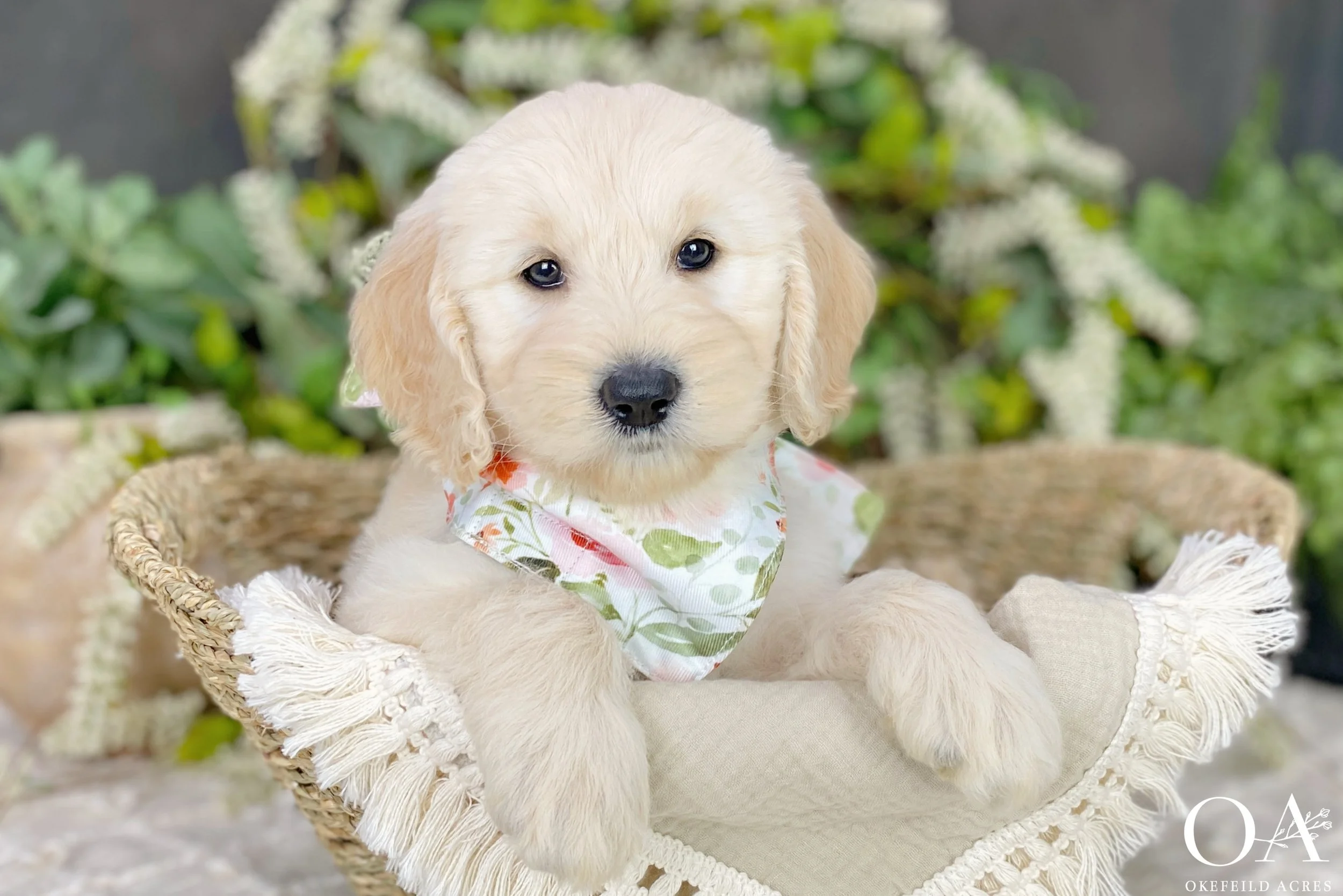 Cream-F1b-Standard-English-Teddybear-Goldendoodle-Puppies-For-Sale-Okefeild-Acres-Missouri-1.jpg