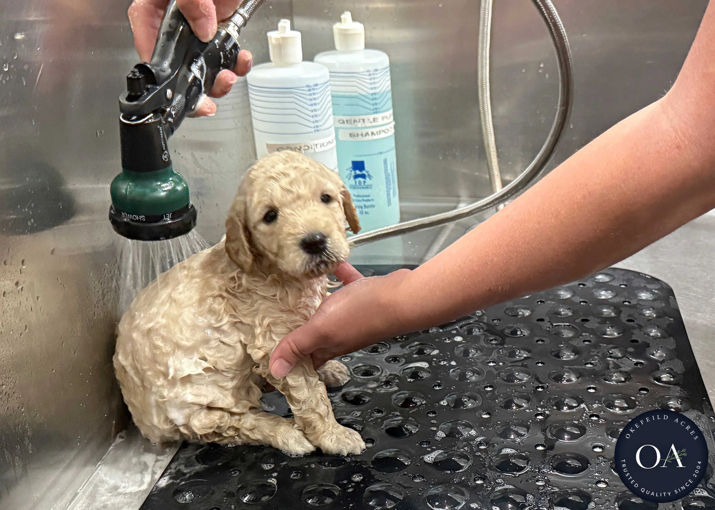 Cream-F1b-Toy-English-Teddybear-Goldendoodle-Puppies-Grooming-2.JPG (Copy)