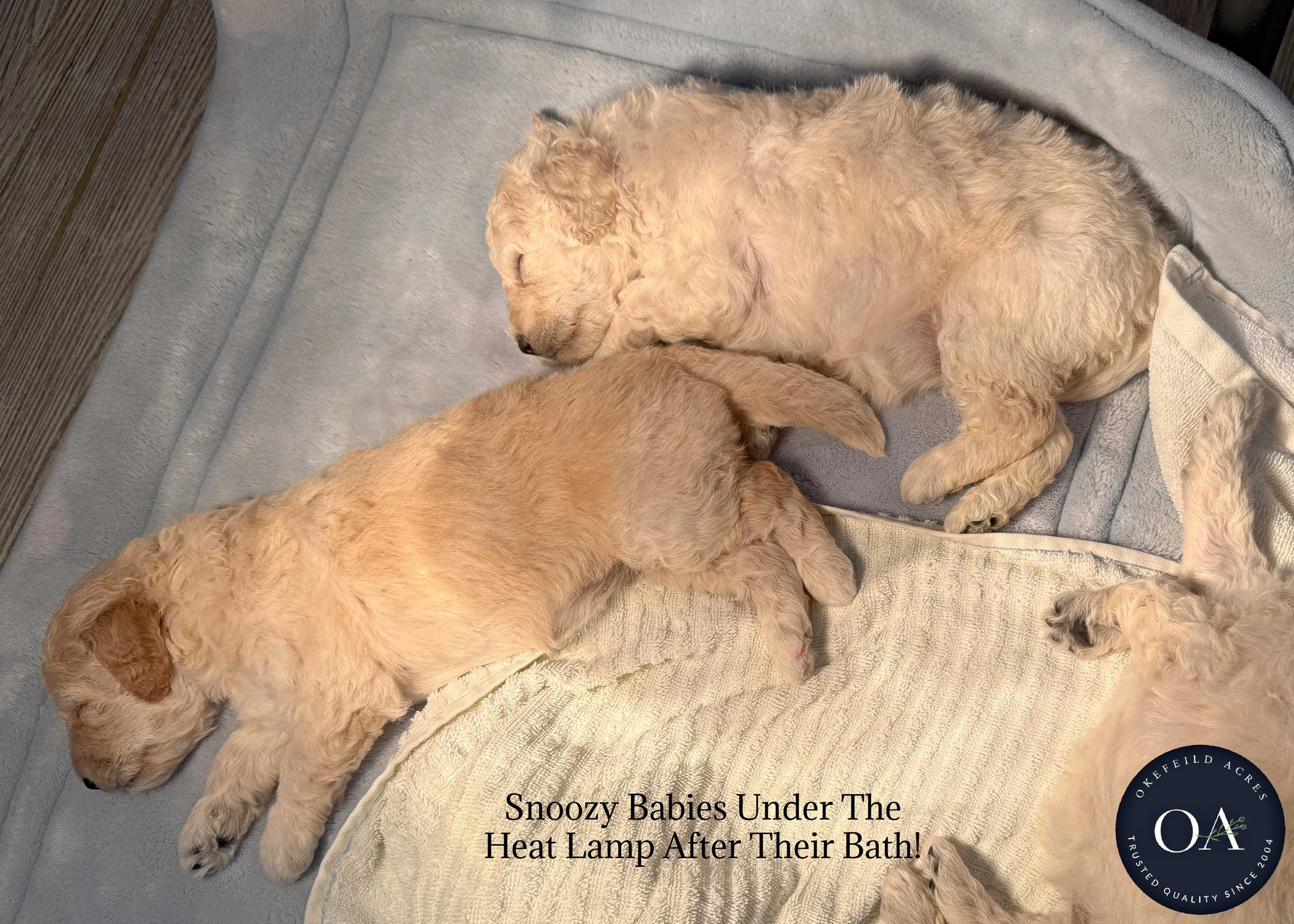 Cream-F1b-Toy-English-Teddybear-Goldendoodle-Puppies-Grooming-4.JPG (Copy)
