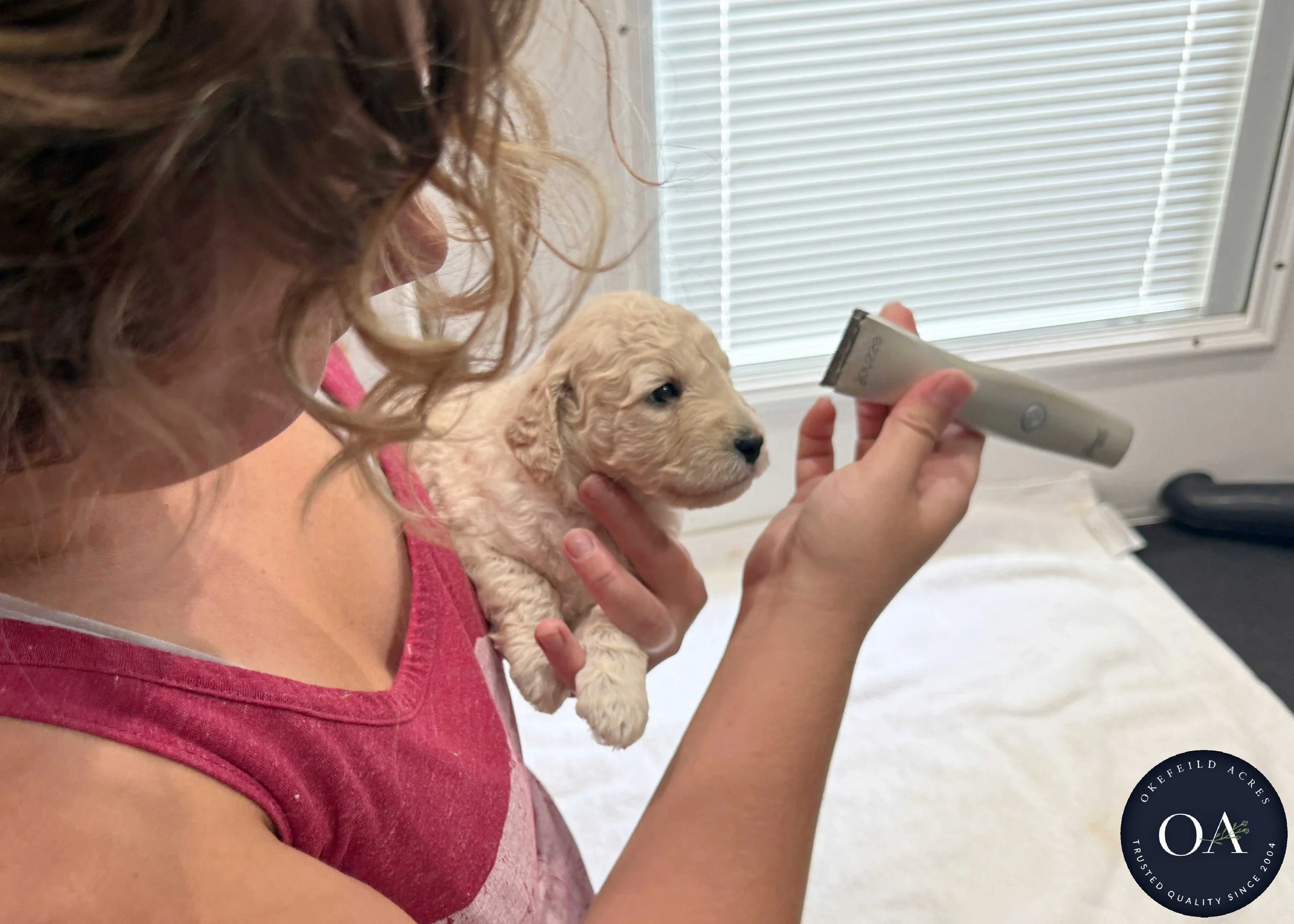 Cream-F1b-Toy-English-Teddybear-Goldendoodle-Puppies-Grooming-9.JPG (Copy)