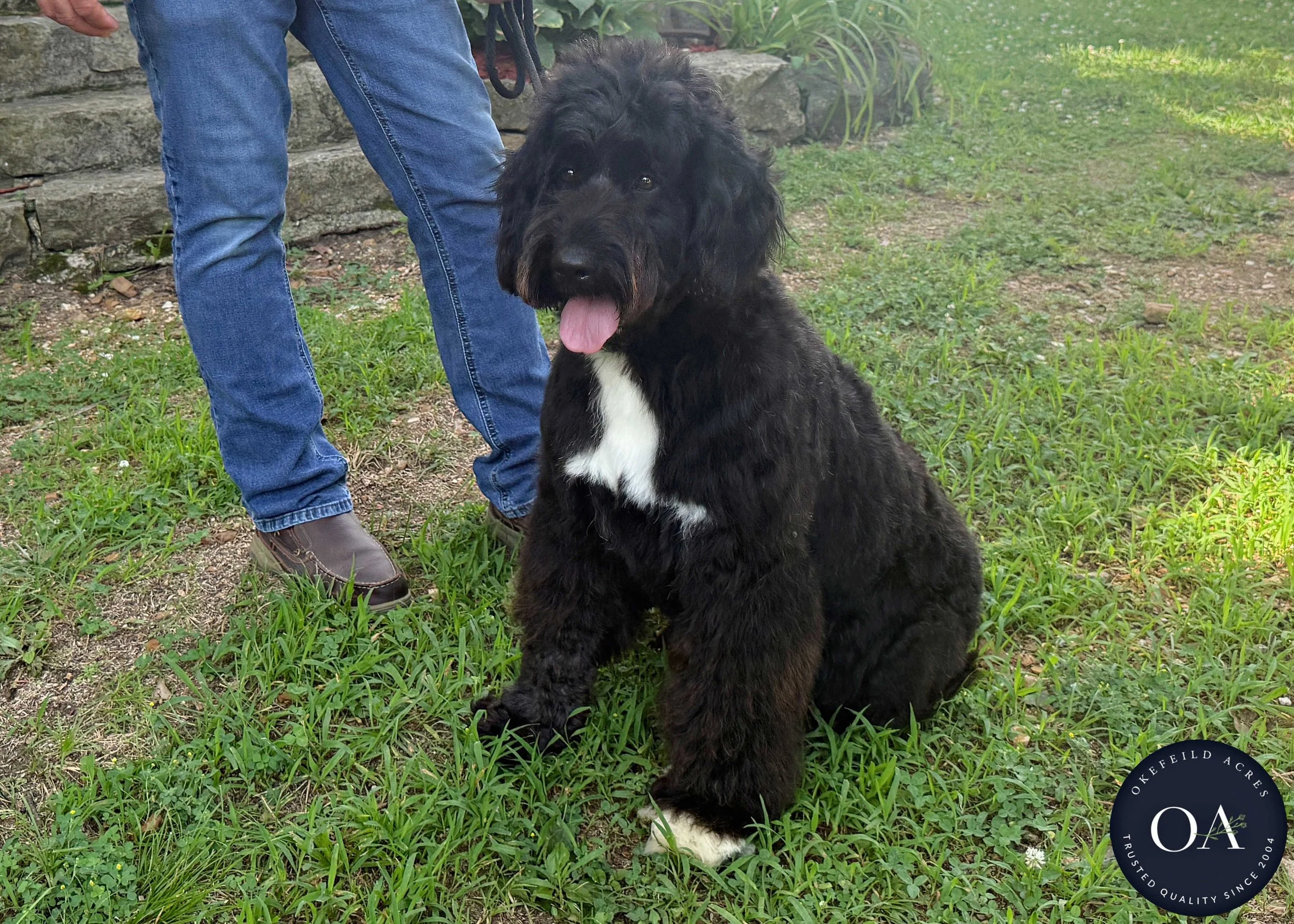 Caitlin-F1-Standard-English-Teddy-Bear-Goldendoodle-Dam-Okefeild-Acres-Missouri-6.jpg