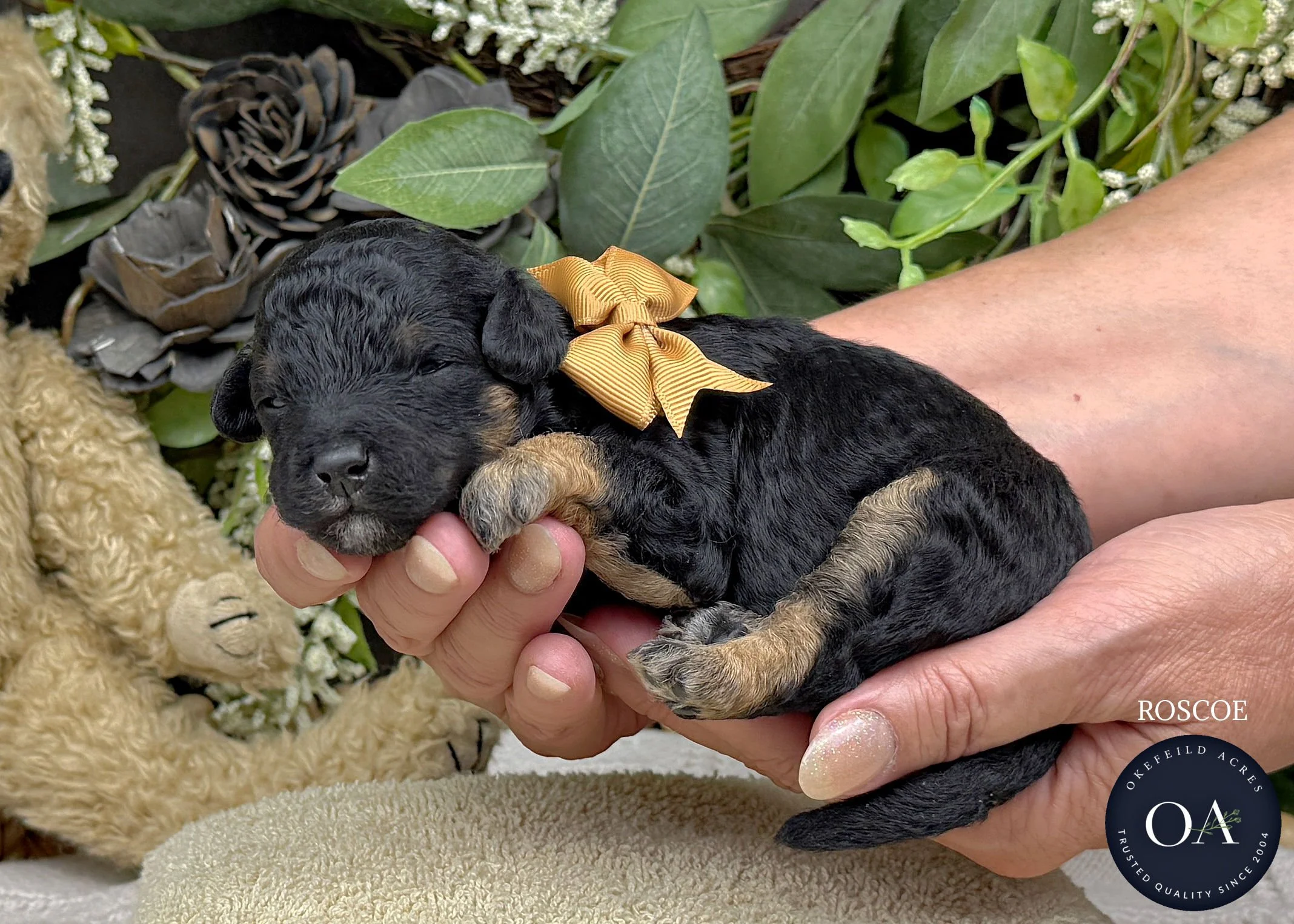 Dog F1b Mini Mini Teddy Bear Goldendoodles For Sale English