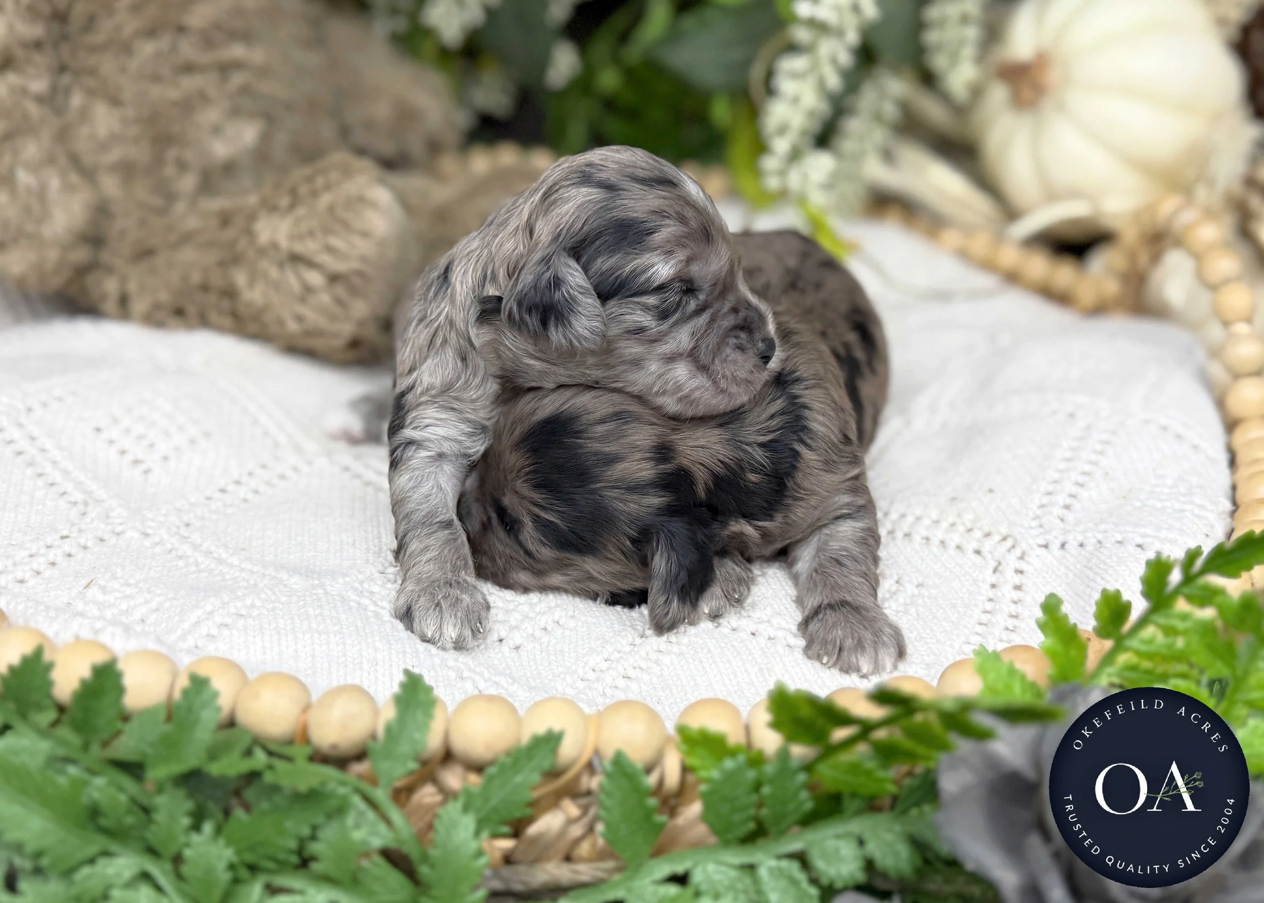 Blue-Merle-Male-F1b-Toy-English-Teddy-Bear-Goldendoodle-Puppies-For-Sale-Okefeild-Acres-Missouri-1.jpg (Copy) (Copy)