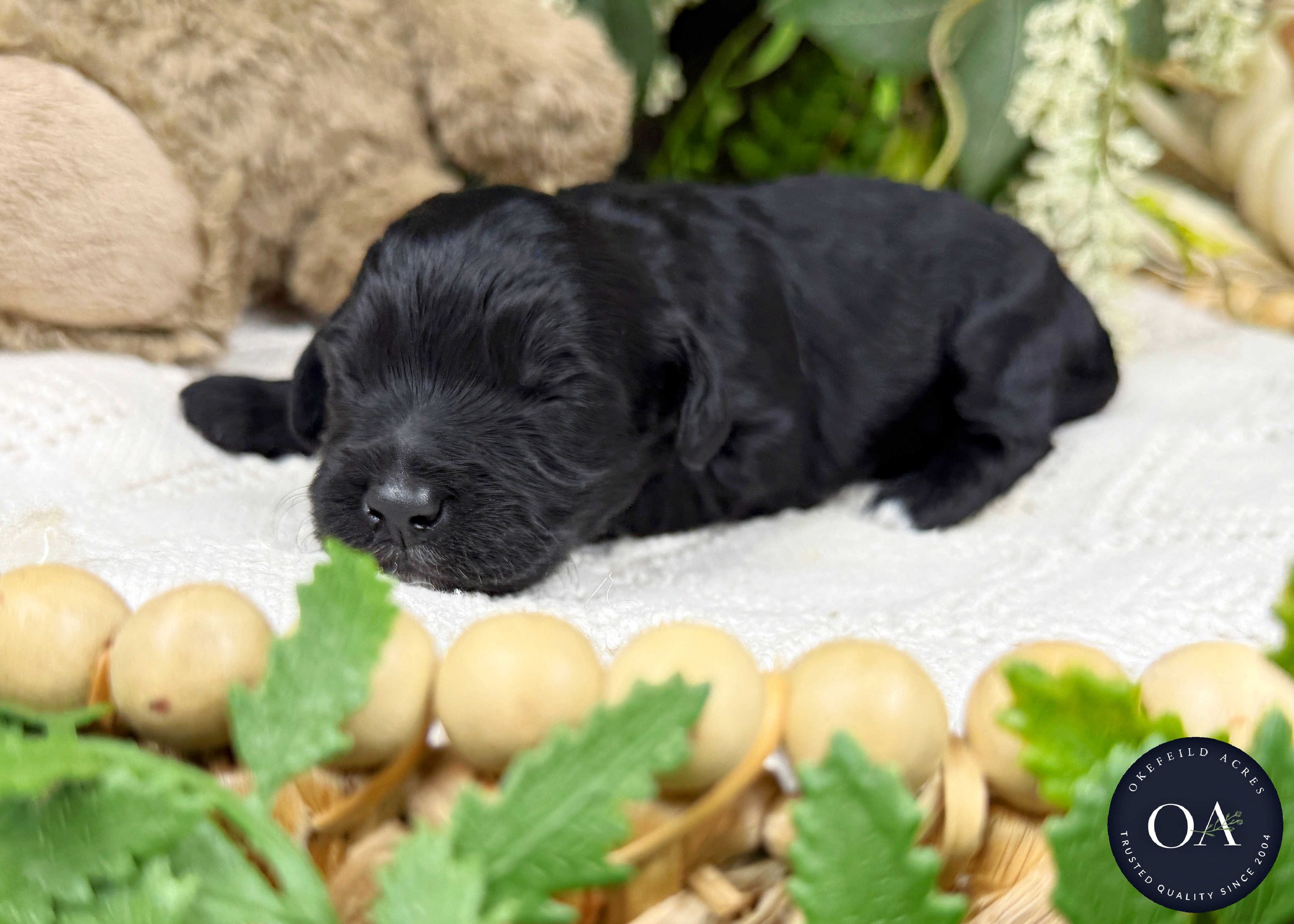 OJ-Black-F1b-Toy-English-Teddy-Bear-Goldendoodle-Puppies-For-Sale-Okefeild-Acres-Missouri-1.jpg