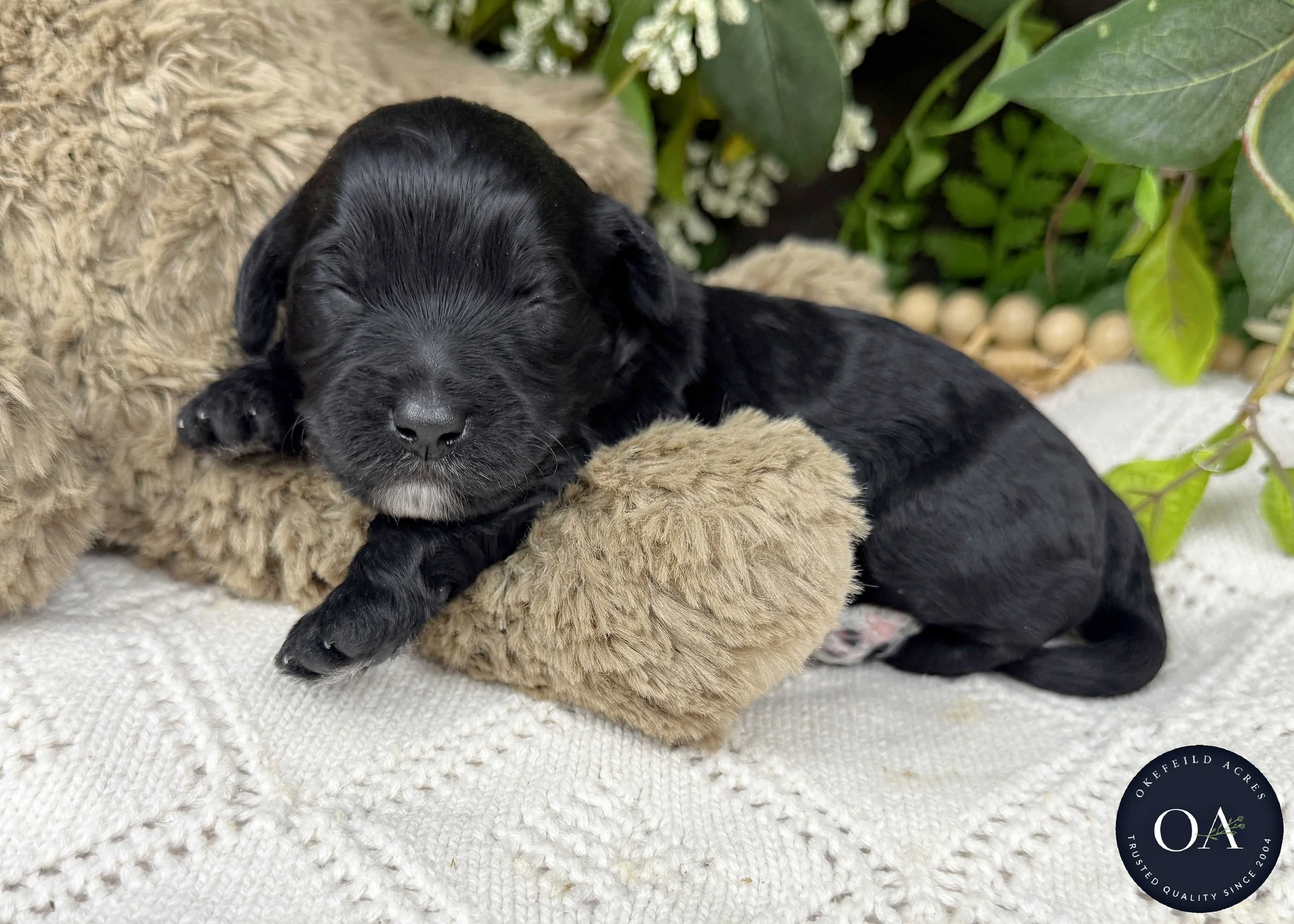 OJ-Black-F1b-Toy-English-Teddy-Bear-Goldendoodle-Puppies-For-Sale-Okefeild-Acres-Missouri-2.jpg