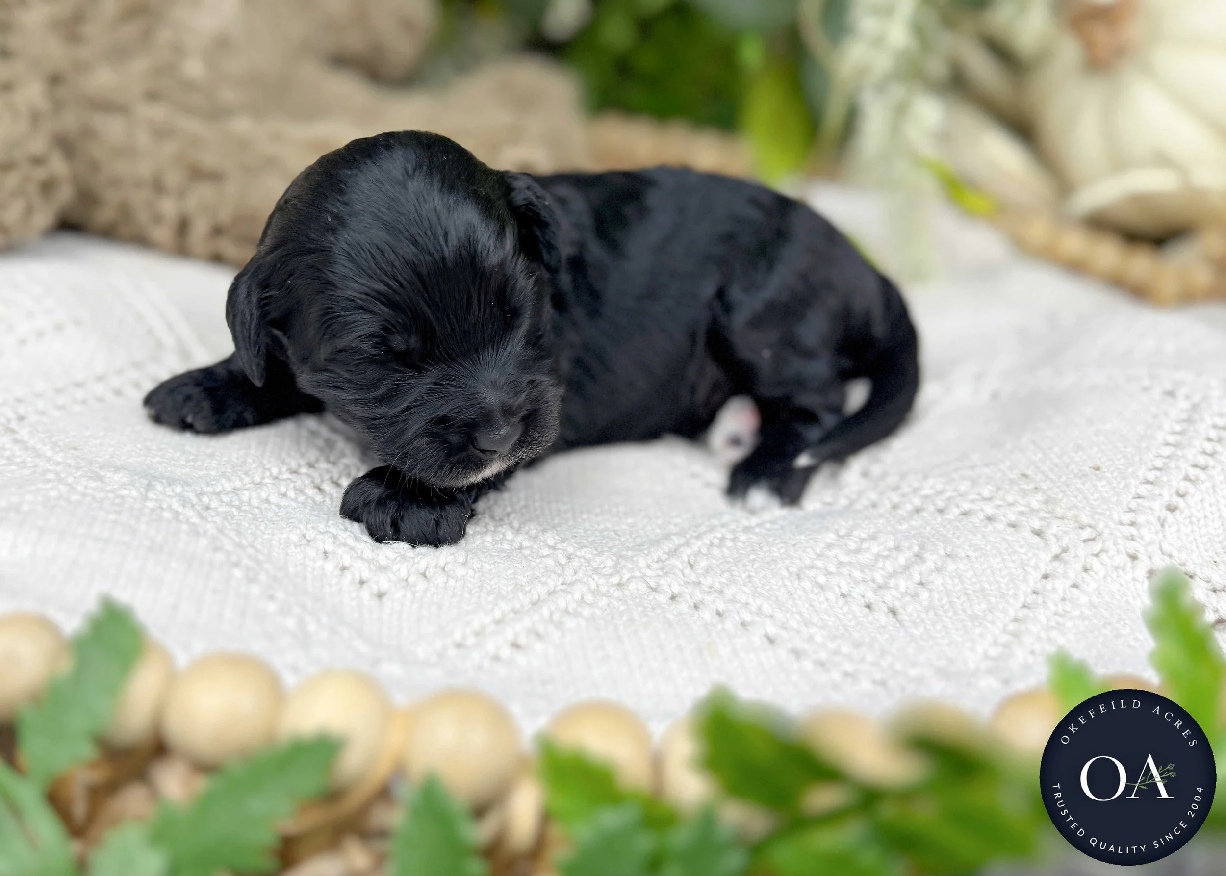 OJ-Black-F1b-Toy-English-Teddy-Bear-Goldendoodle-Puppies-For-Sale-Okefeild-Acres-Missouri-3.jpg