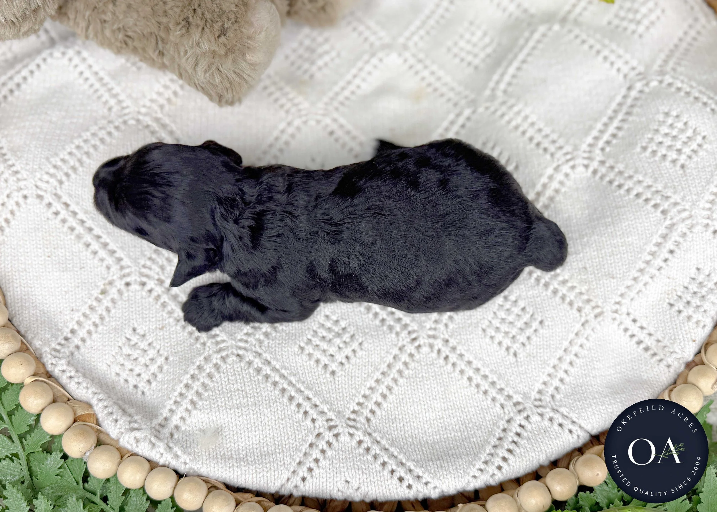 OJ-Black-F1b-Toy-English-Teddy-Bear-Goldendoodle-Puppies-For-Sale-Okefeild-Acres-Missouri-4.jpg