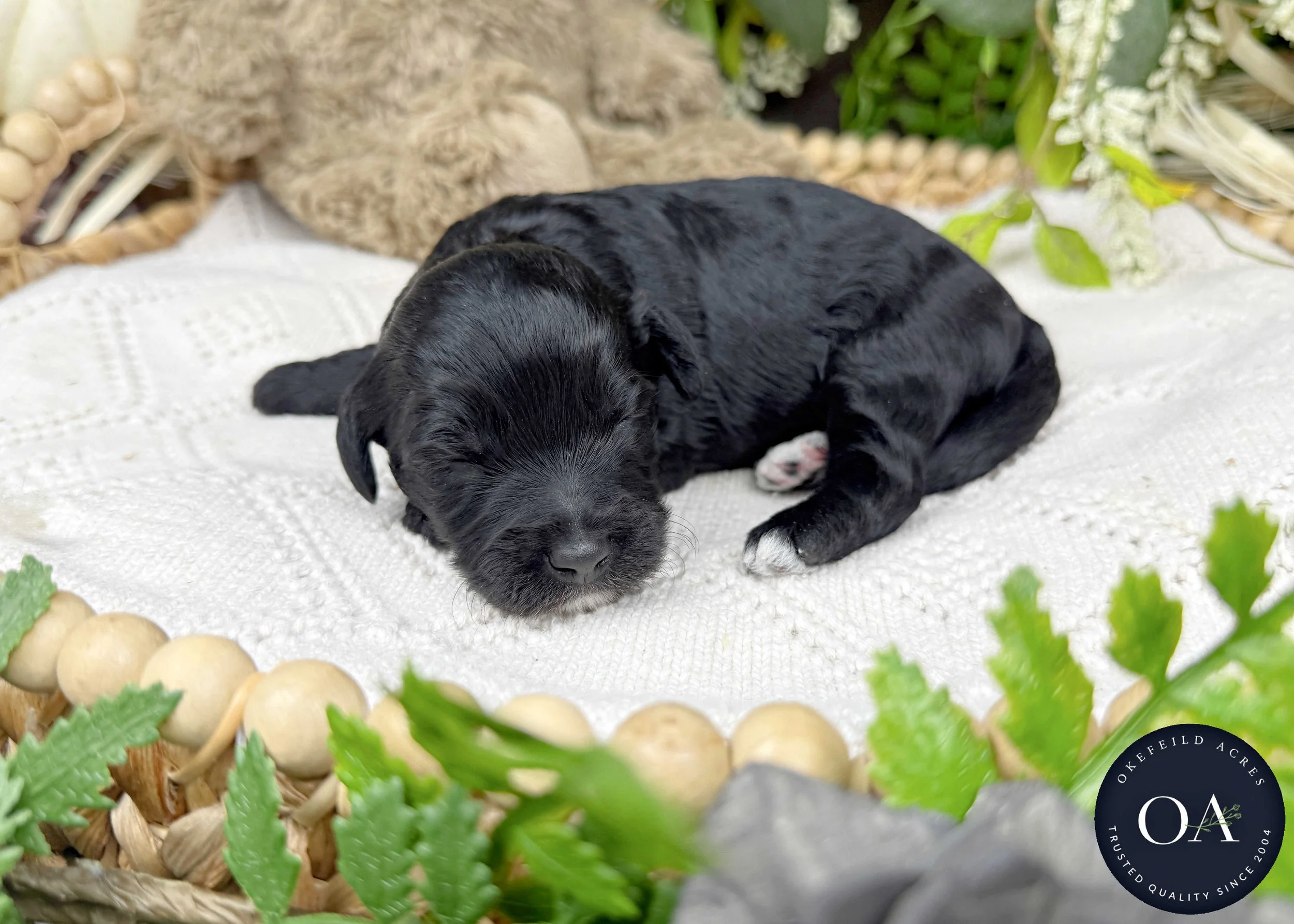 OJ-Black-F1b-Toy-English-Teddy-Bear-Goldendoodle-Puppies-For-Sale-Okefeild-Acres-Missouri-5.jpg