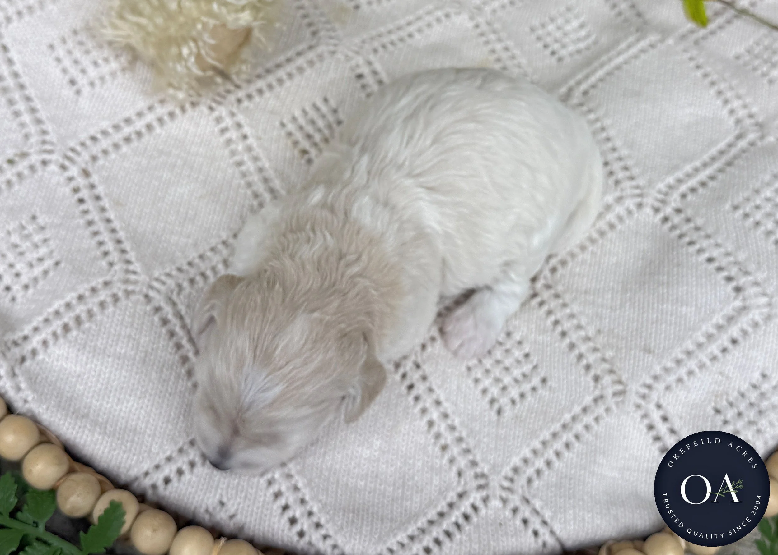 Olivia-Cream-F1b-Toy-English-Teddy-Bear-Goldendoodle-Puppies-For-Sale-Okefeild-Acres-Missouri-2.jpg