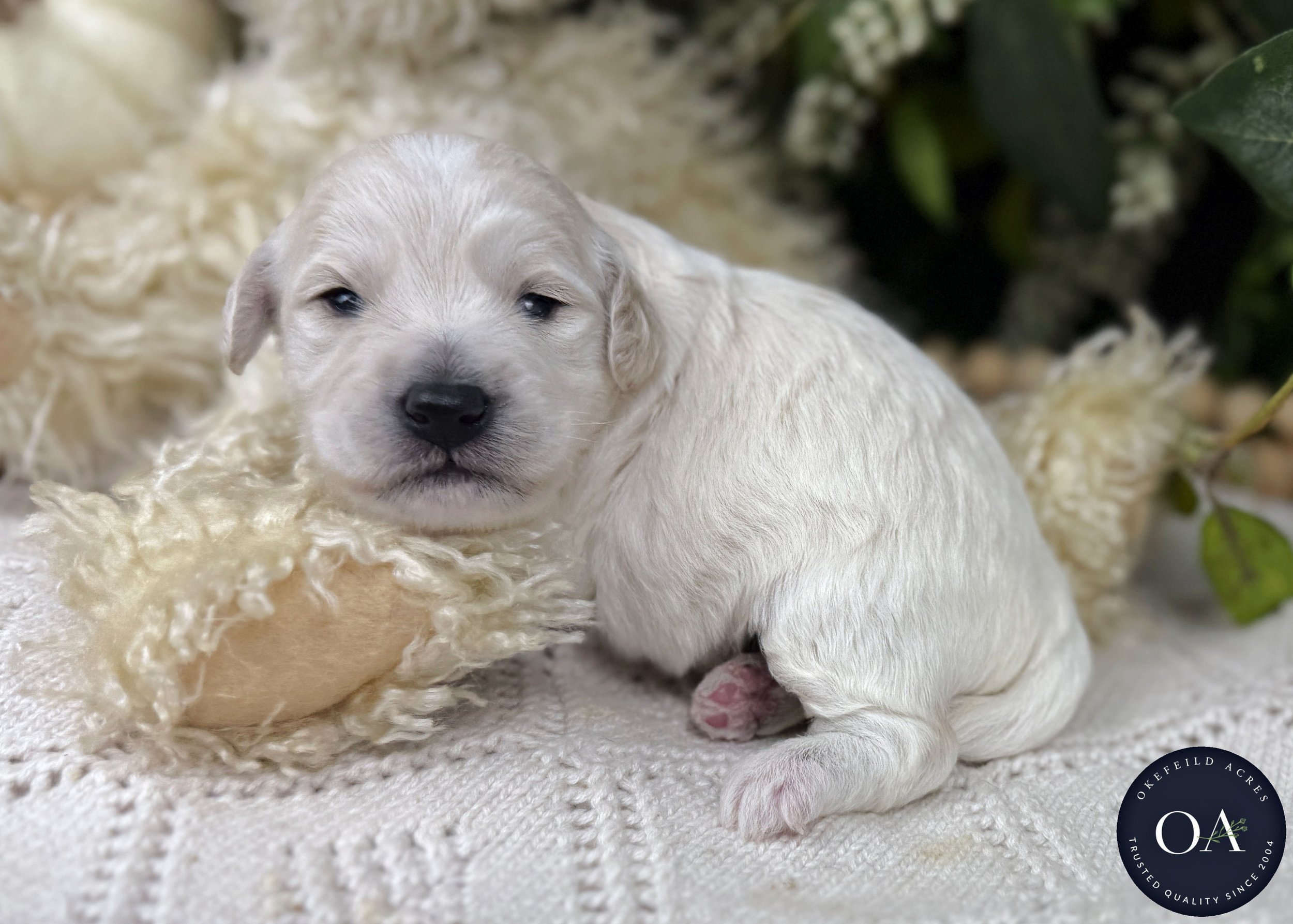 Olivia-Cream-F1b-Toy-English-Teddy-Bear-Goldendoodle-Puppies-For-Sale-Okefeild-Acres-Missouri-1.jpg