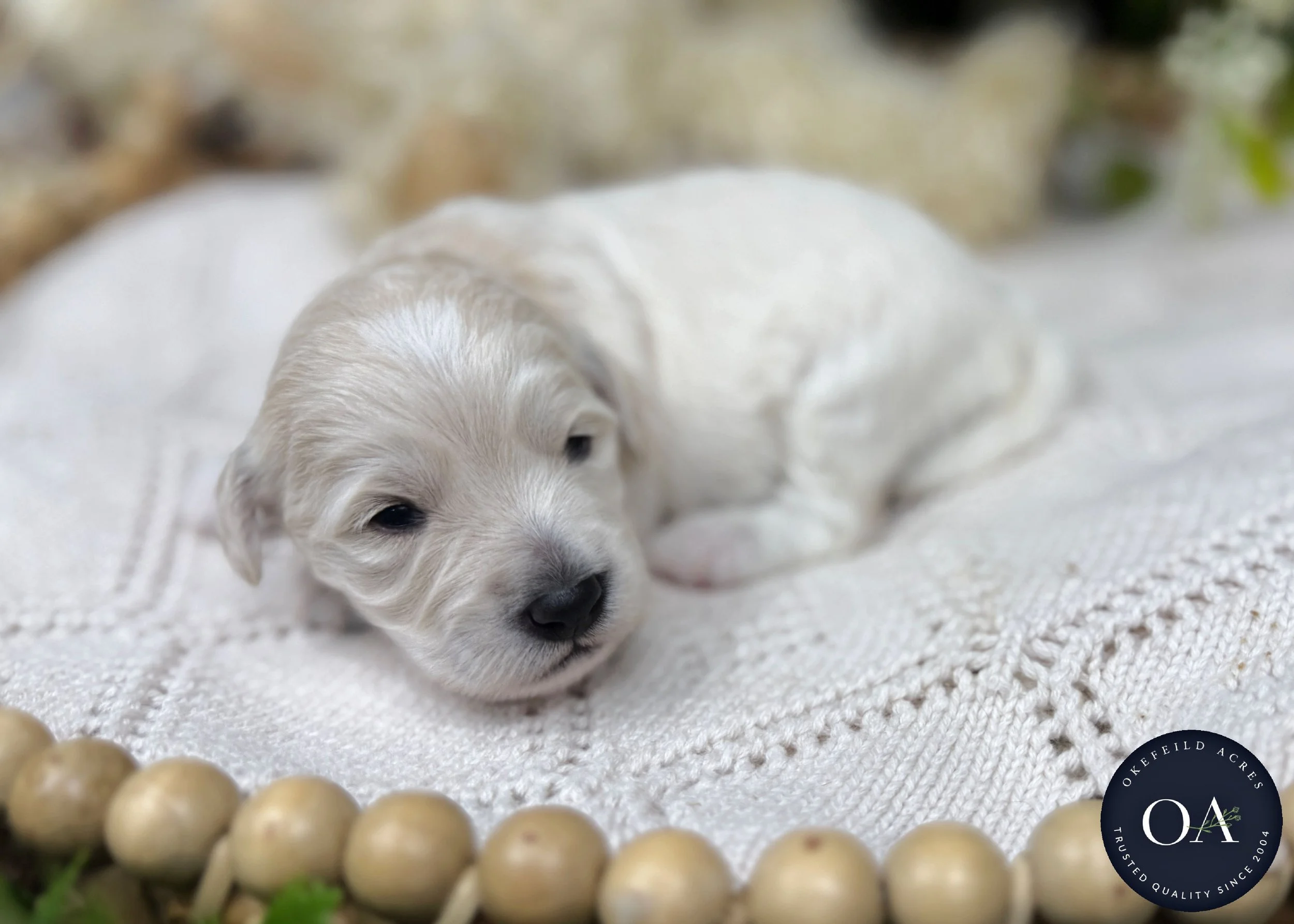 Olivia-Cream-F1b-Toy-English-Teddy-Bear-Goldendoodle-Puppies-For-Sale-Okefeild-Acres-Missouri-3.jpg