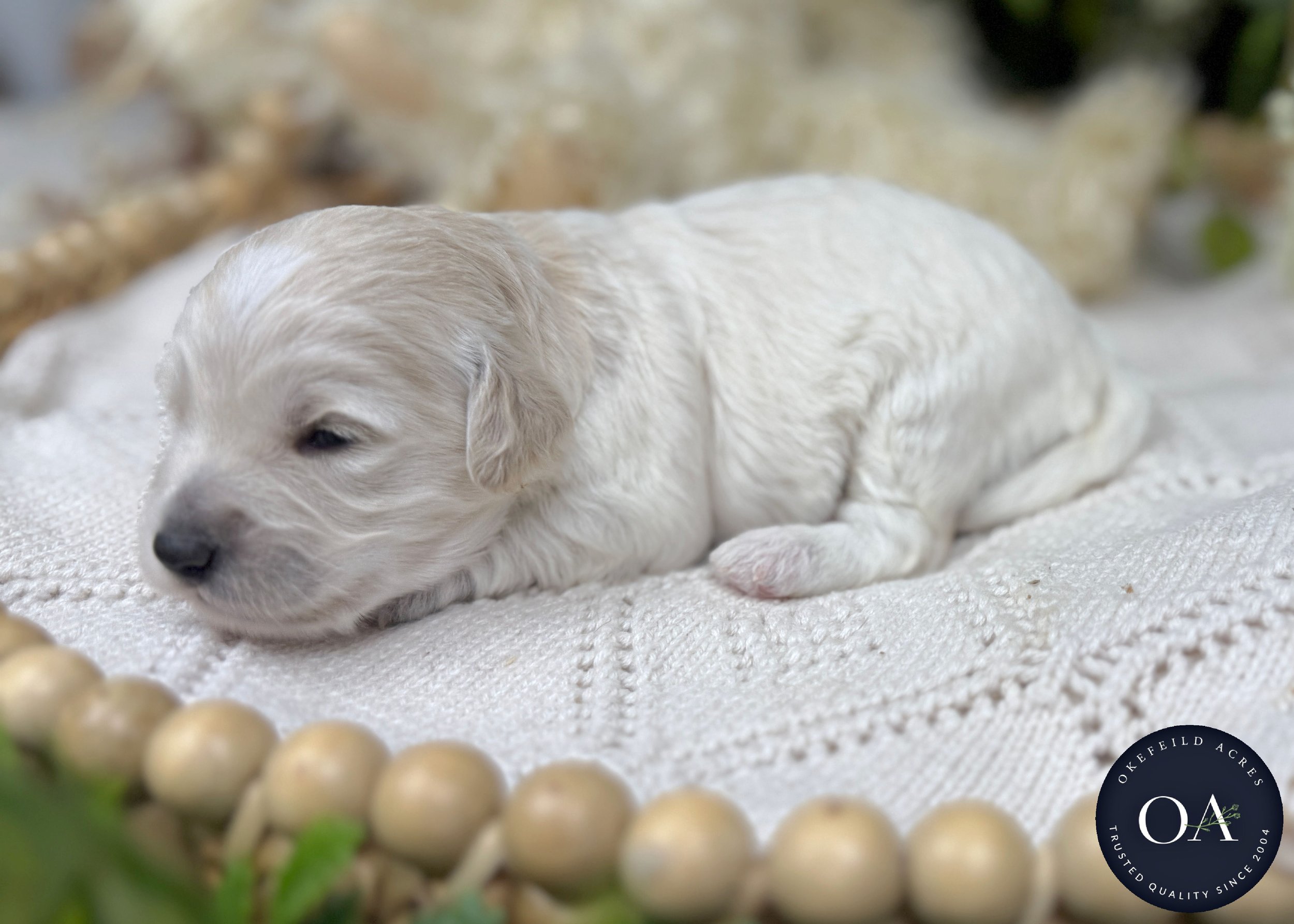 Olivia-Cream-F1b-Toy-English-Teddy-Bear-Goldendoodle-Puppies-For-Sale-Okefeild-Acres-Missouri-4.jpg