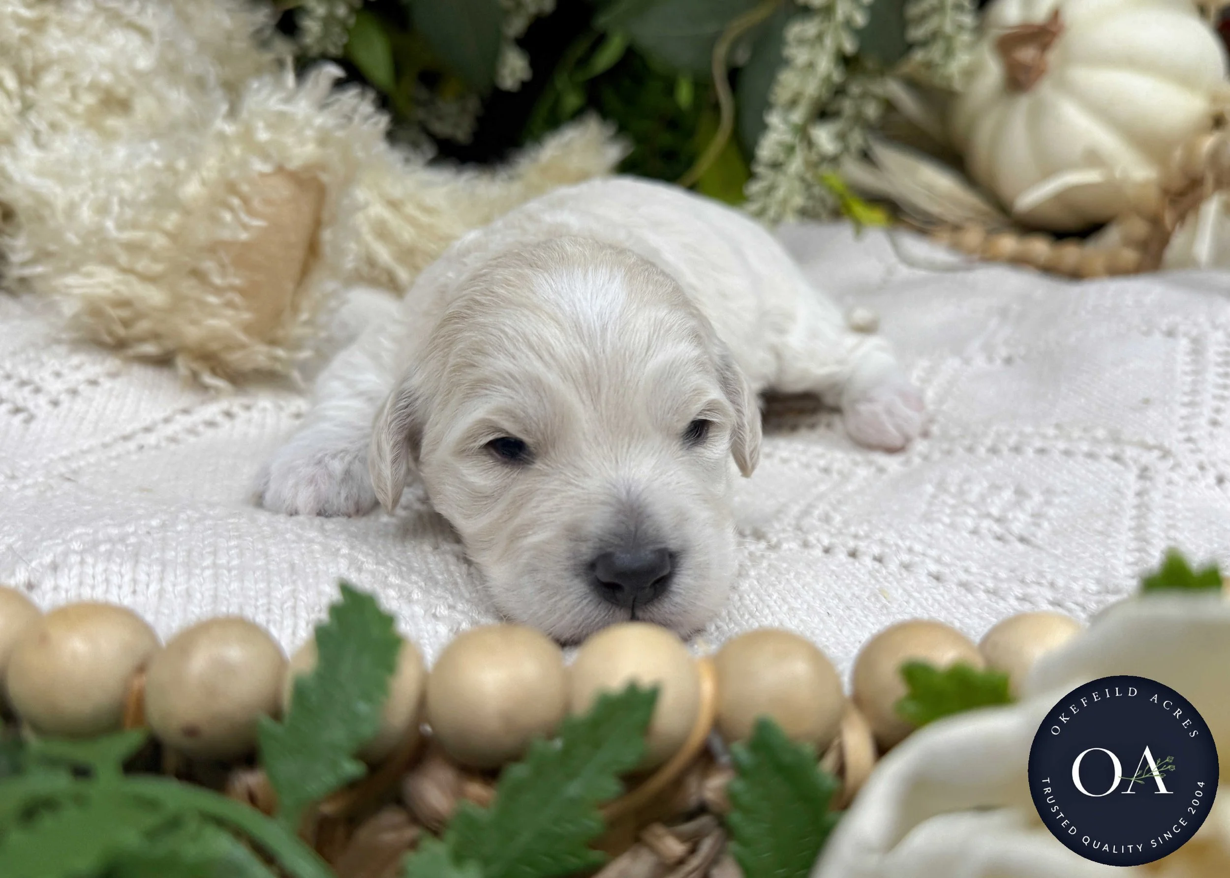 Olivia-Cream-F1b-Toy-English-Teddy-Bear-Goldendoodle-Puppies-For-Sale-Okefeild-Acres-Missouri-5.jpg
