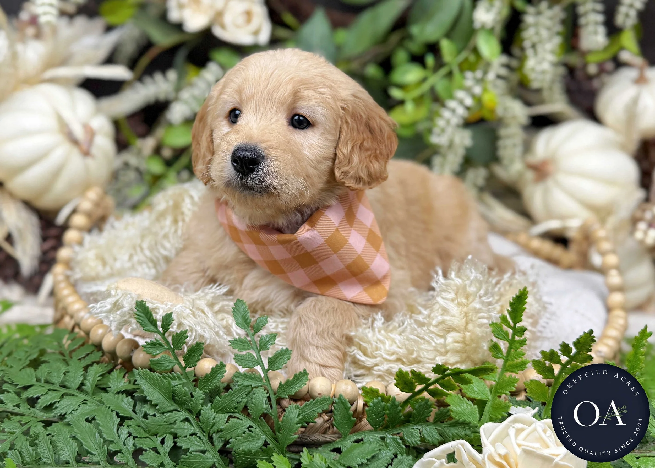 Apricot-Jaimie-Female-F1b-Mini-English-Teddybear-Goldendoodle-Okefeild-Acres-Missouri-2.jpg