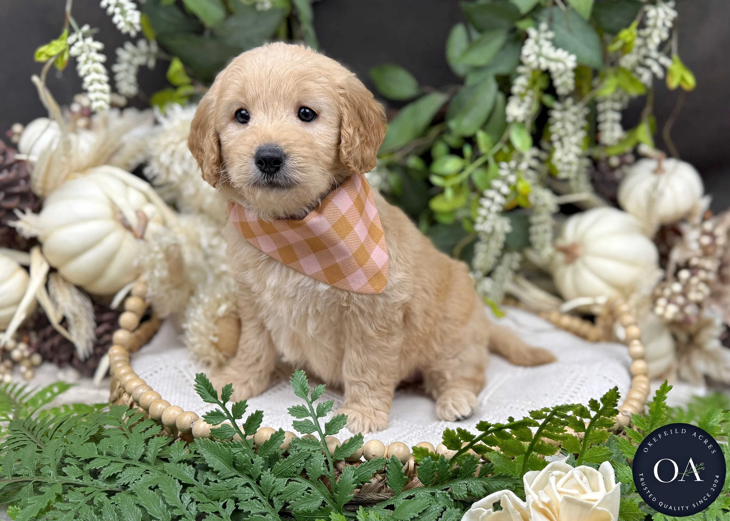 Apricot-Jaimie-Female-F1b-Mini-English-Teddybear-Goldendoodle-Okefeild-Acres-Missouri-1.jpg