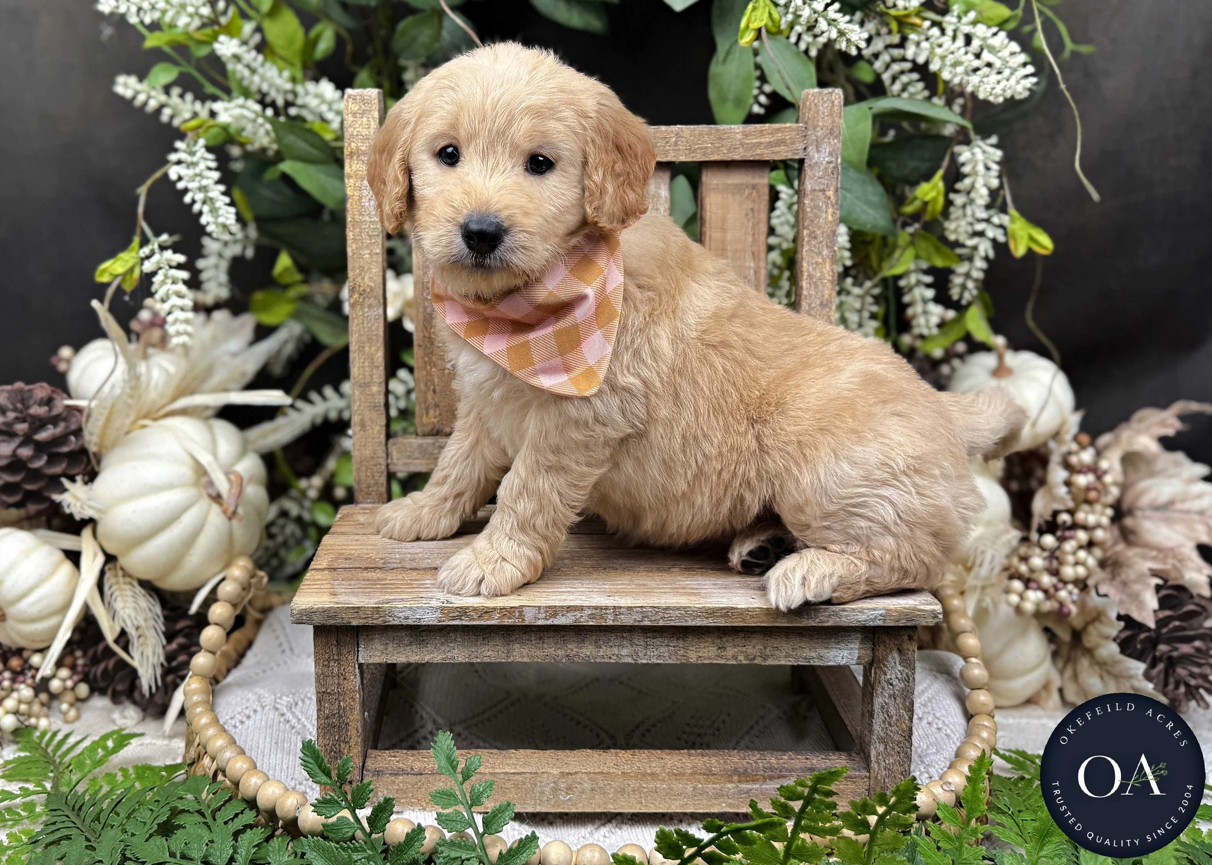 Apricot-Jaimie-Female-F1b-Mini-English-Teddybear-Goldendoodle-Okefeild-Acres-Missouri-3.jpg
