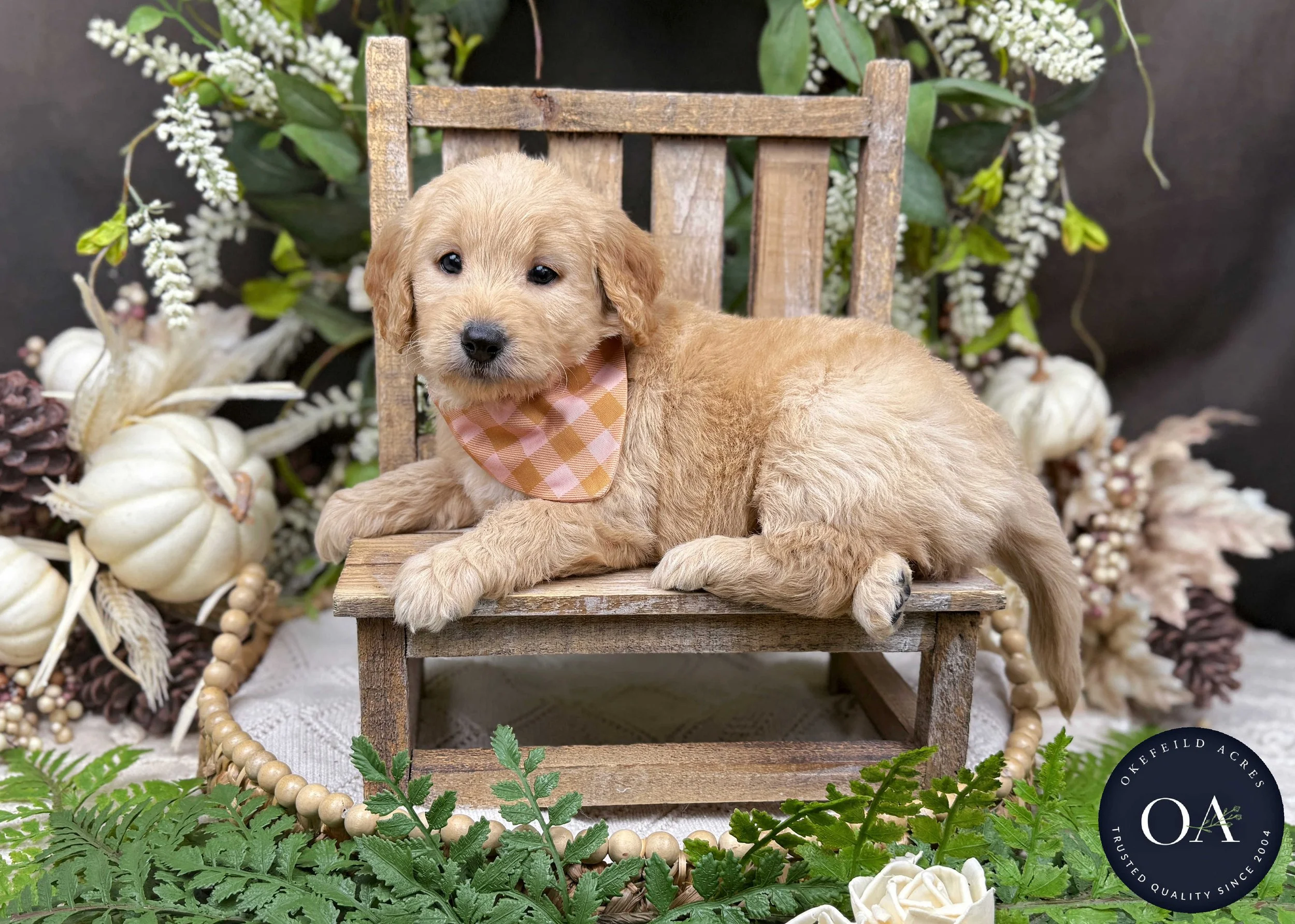 Apricot-Jaimie-Female-F1b-Mini-English-Teddybear-Goldendoodle-Okefeild-Acres-Missouri-4.jpg