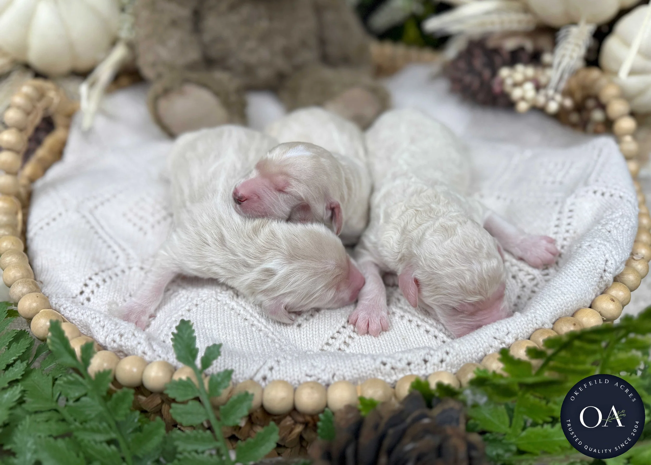 Willow-Male-F2b-Medium-English-Teddy-Bear-Goldendoodle-Puppies-For-Sale-Okefeild-Acres-Missouri-.jpg (Copy) (Copy) (Copy)