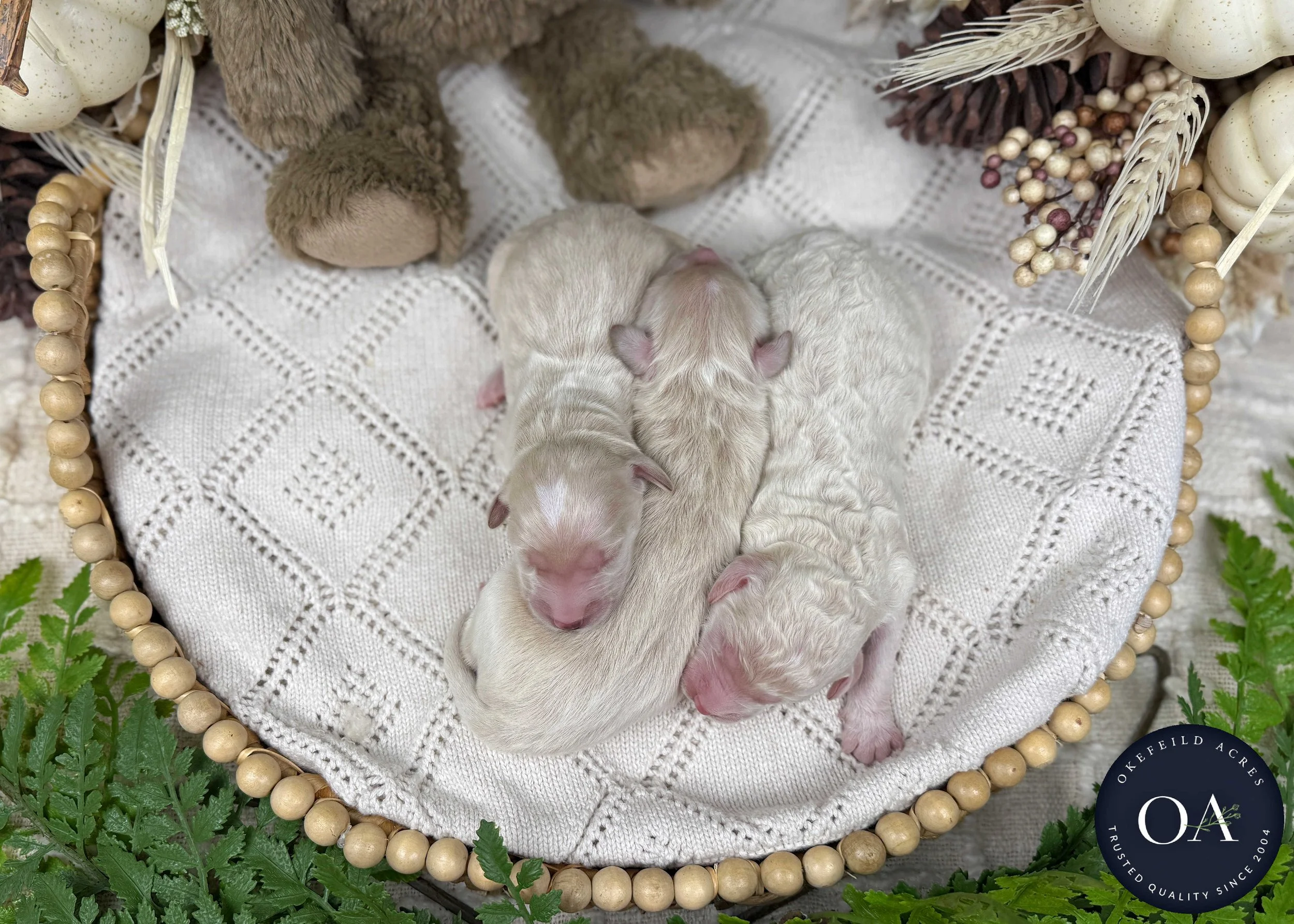 Willow-Male-F2b-Medium-English-Teddy-Bear-Goldendoodle-Puppies-For-Sale-Okefeild-Acres-Missouri-3.jpg (Copy) (Copy) (Copy)